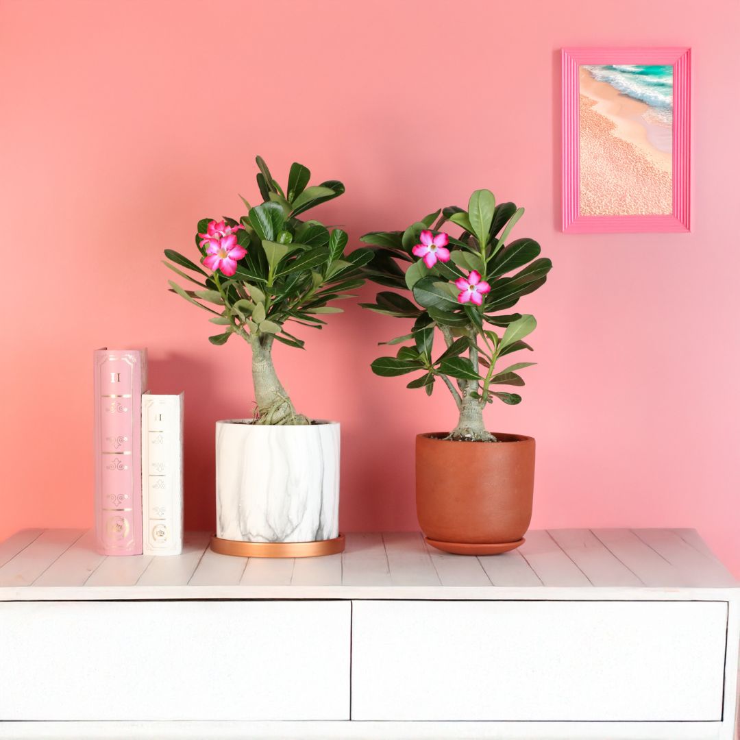 Wüstenrose – Adenium obesum