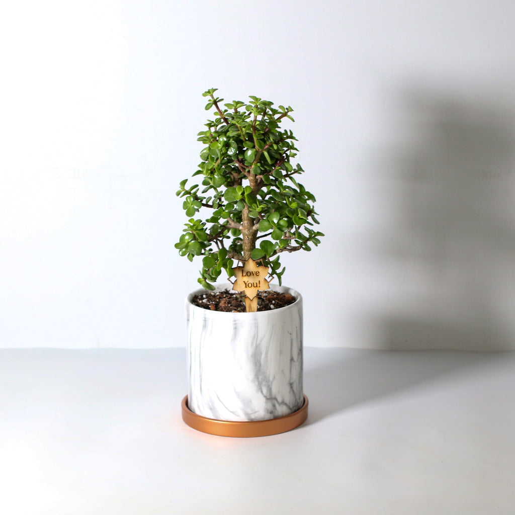 Glücks-Jade-Bonsai – Crassula ovata