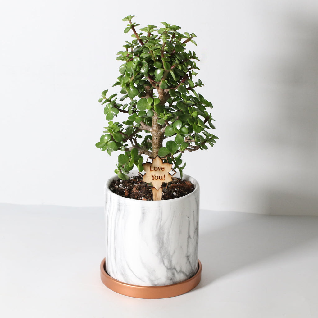 Glücks-Jade-Bonsai – Crassula ovata