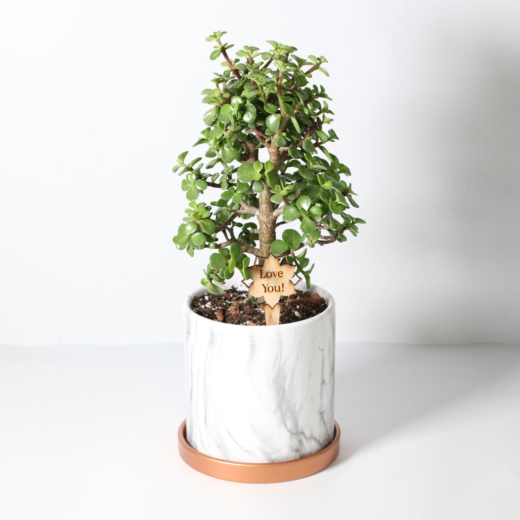 Glücks-Jade-Bonsai – Crassula ovata
