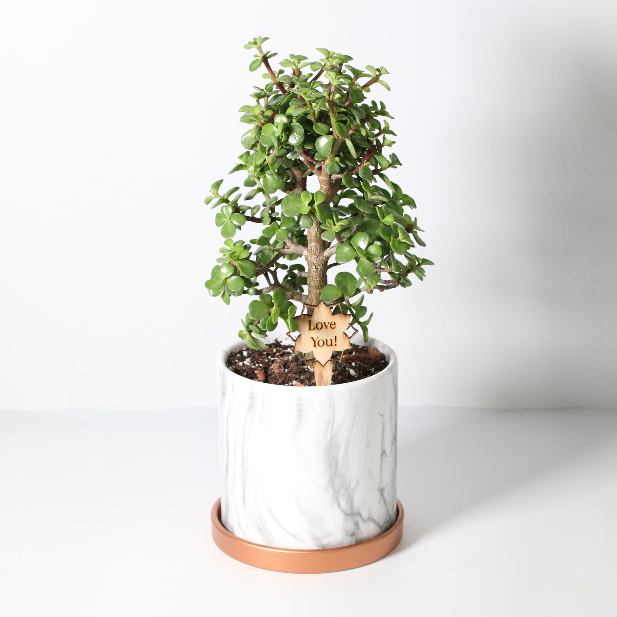 Glücks-Jade-Bonsai – Crassula ovata