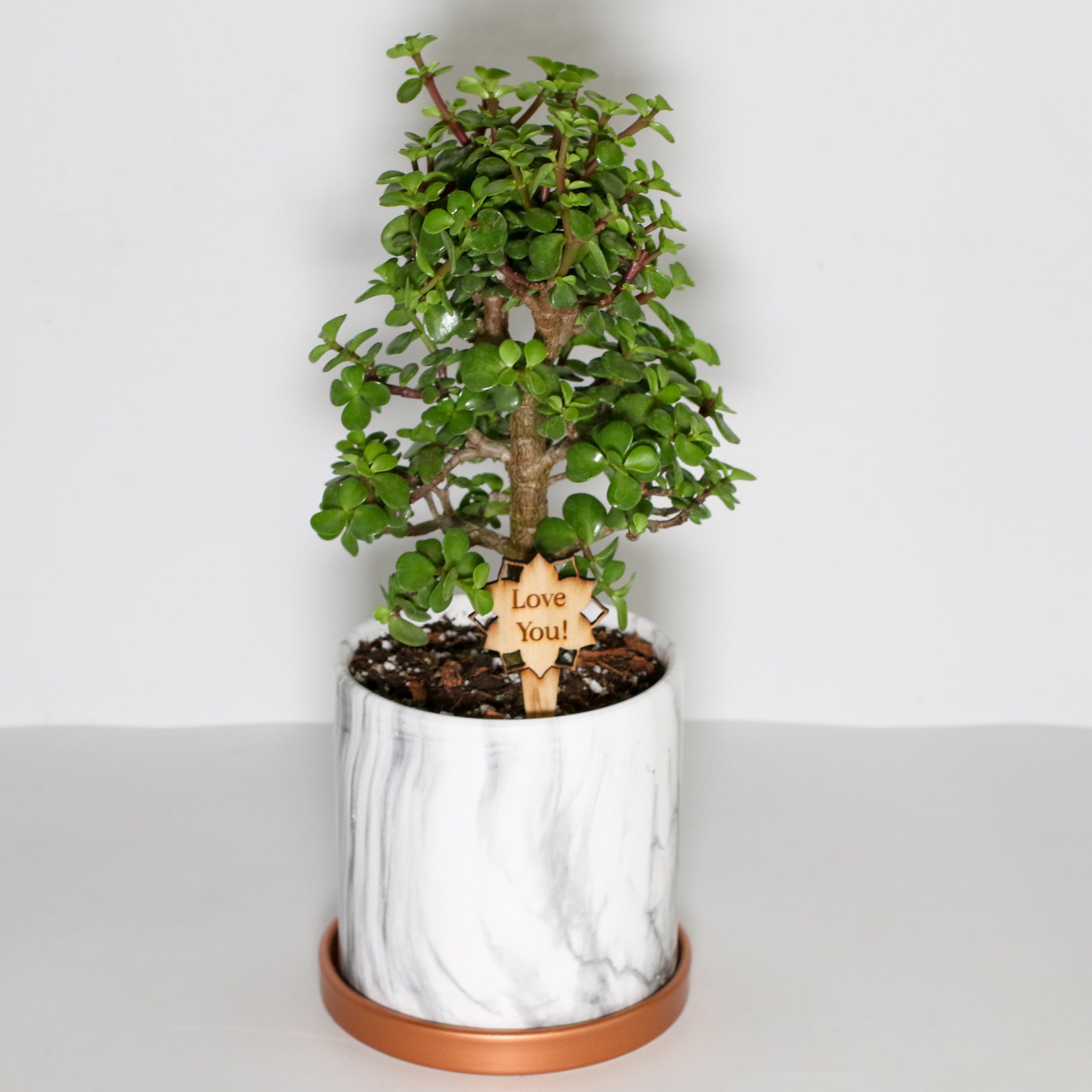 Glücks-Jade-Bonsai – Crassula ovata