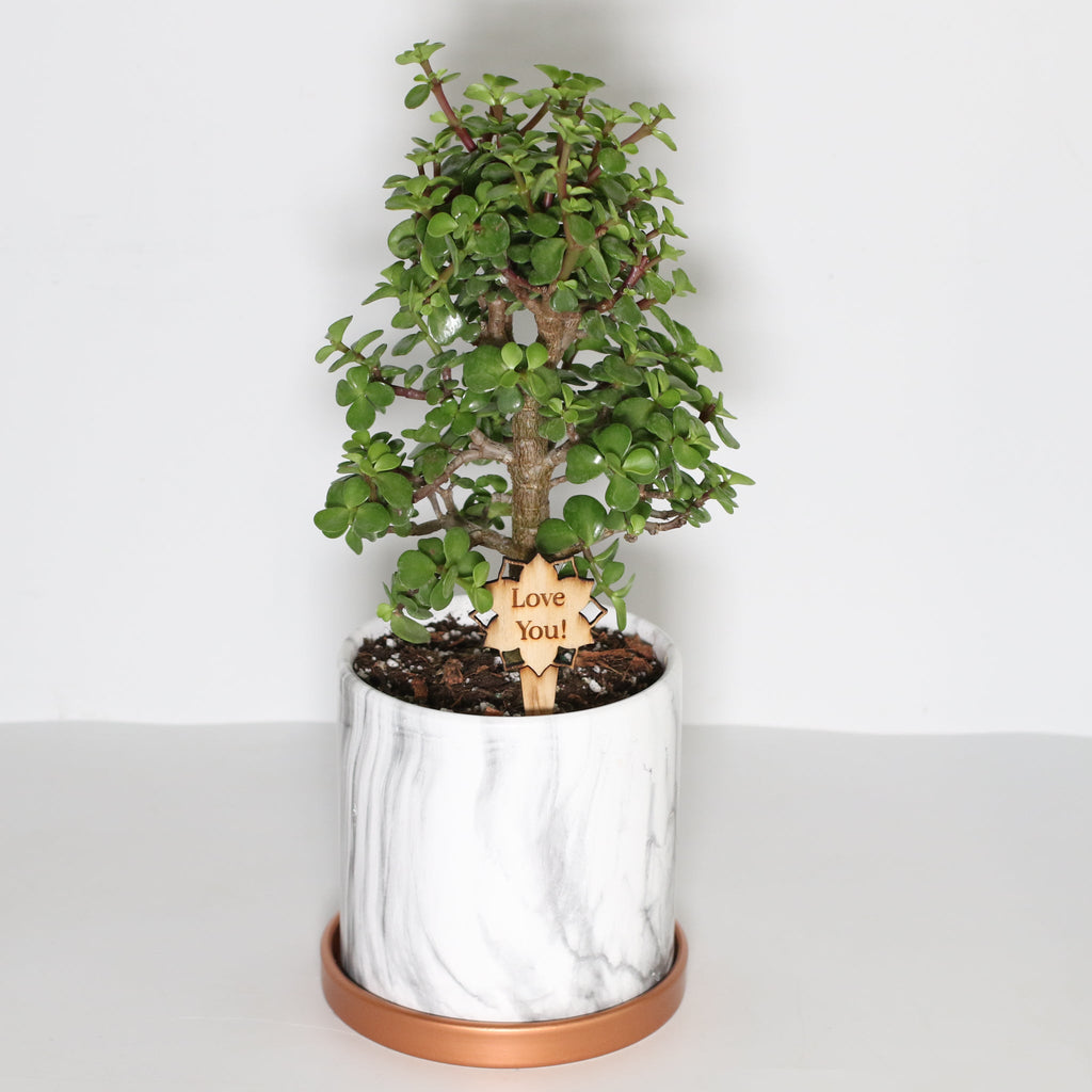 Glücks-Jade-Bonsai – Crassula ovata