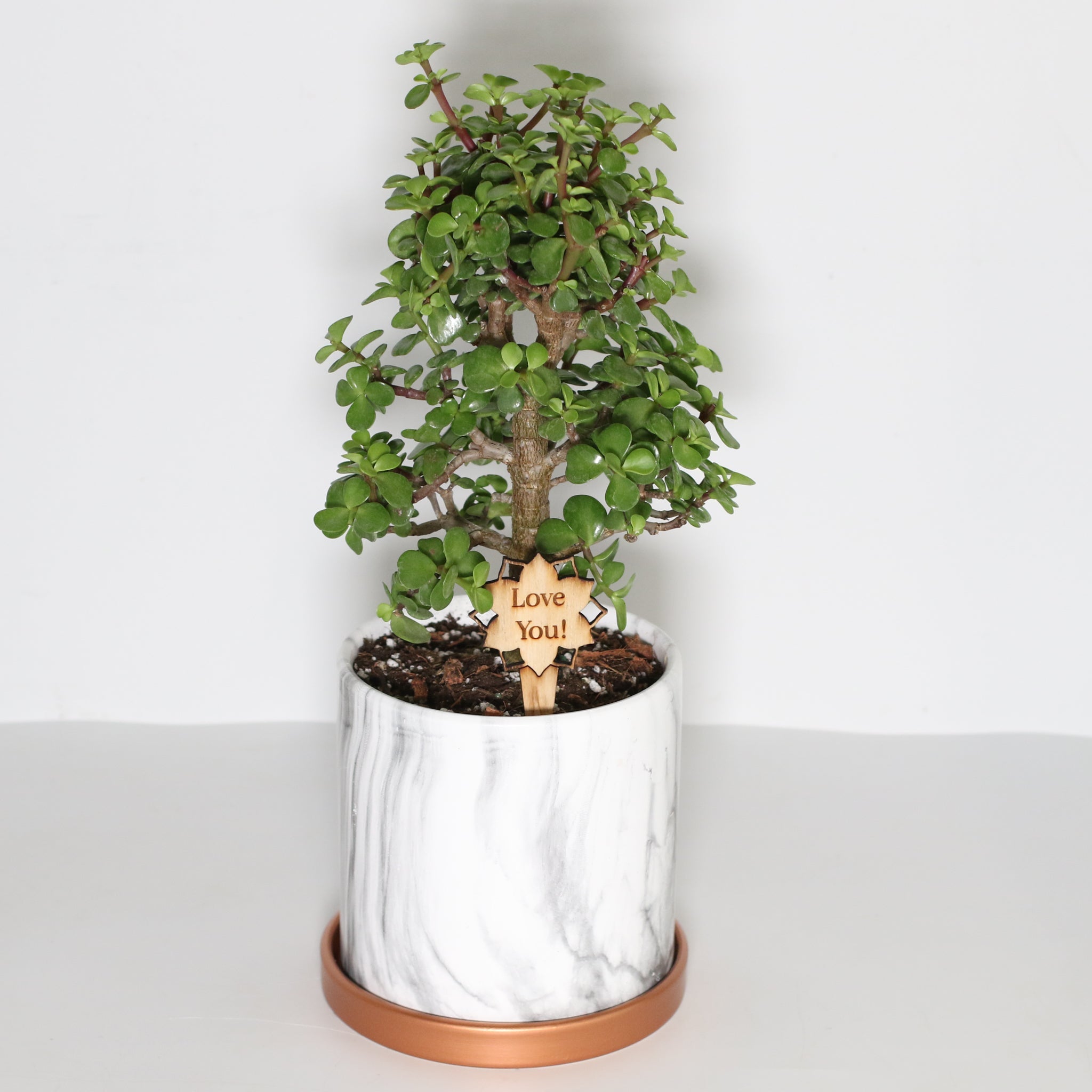 Glücks-Jade-Bonsai – Crassula ovata