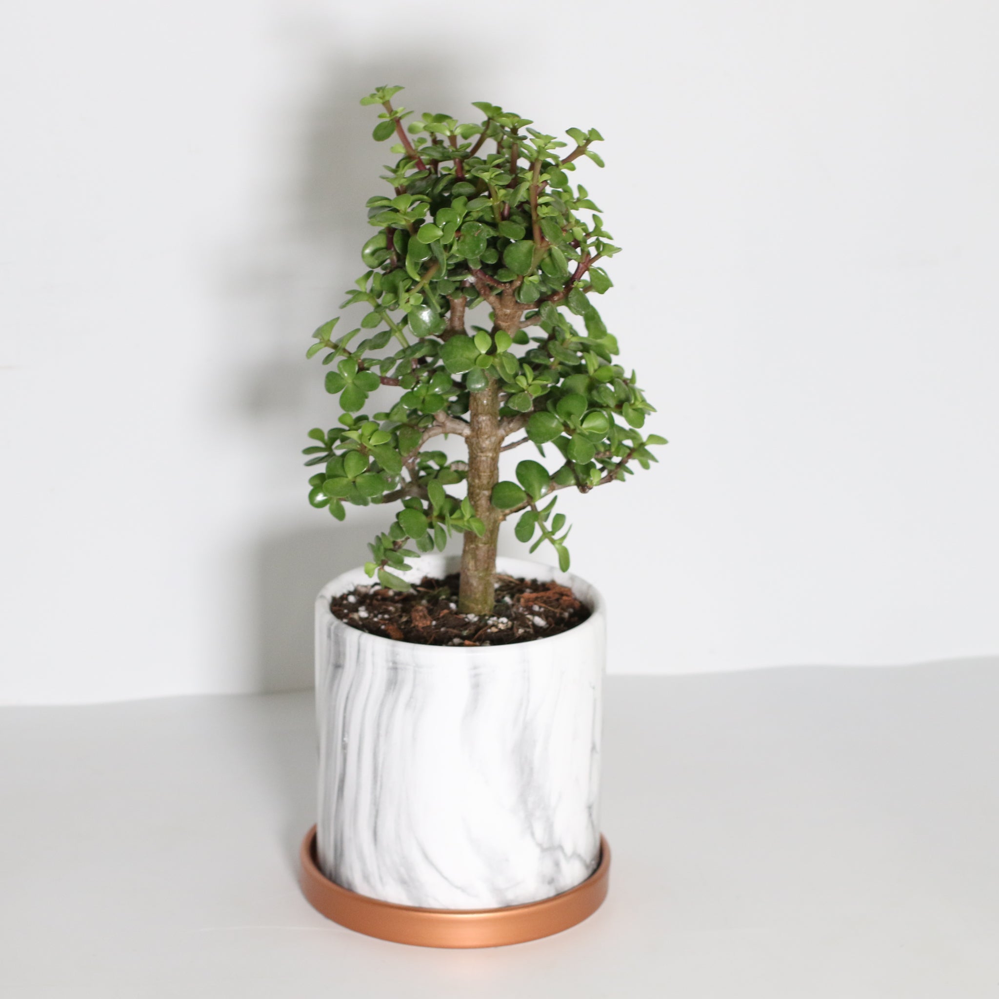 Glücks-Jade-Bonsai – Crassula ovata