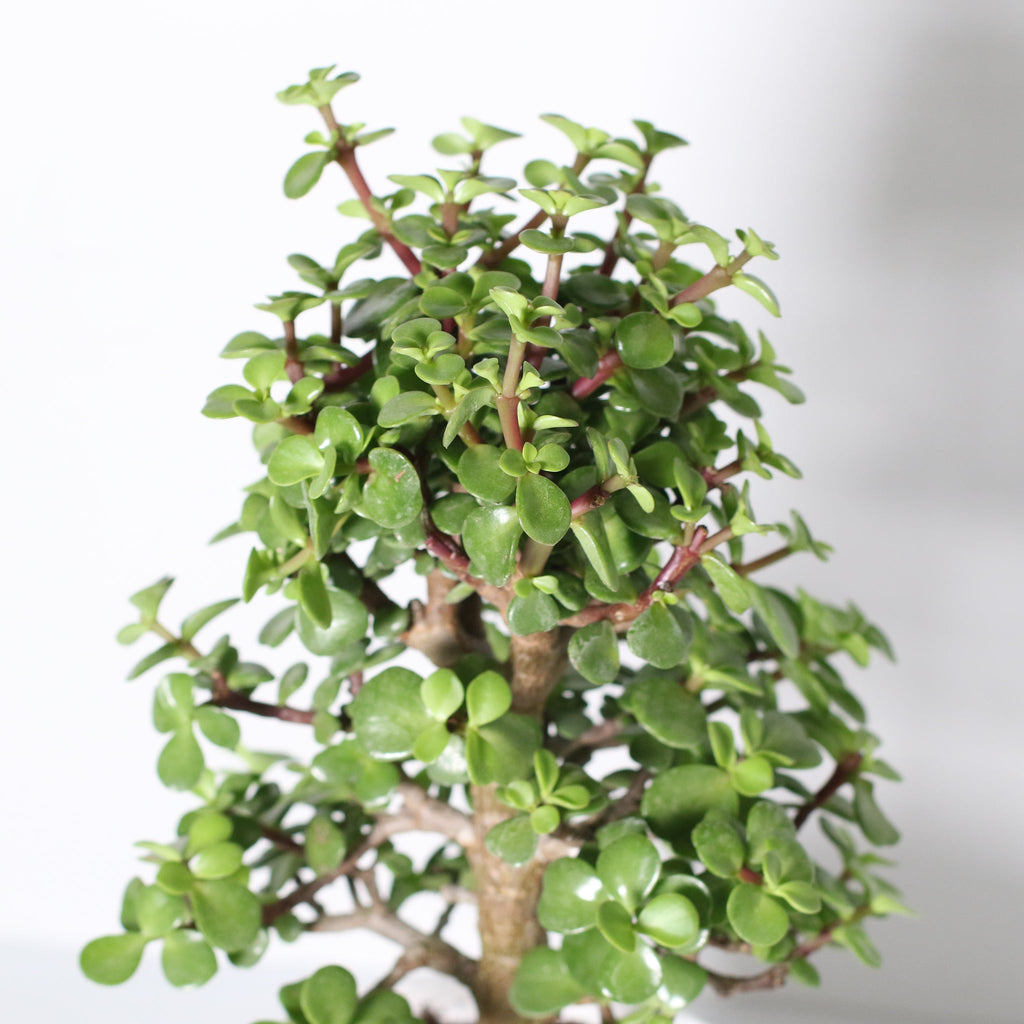 Glücks-Jade-Bonsai – Crassula ovata
