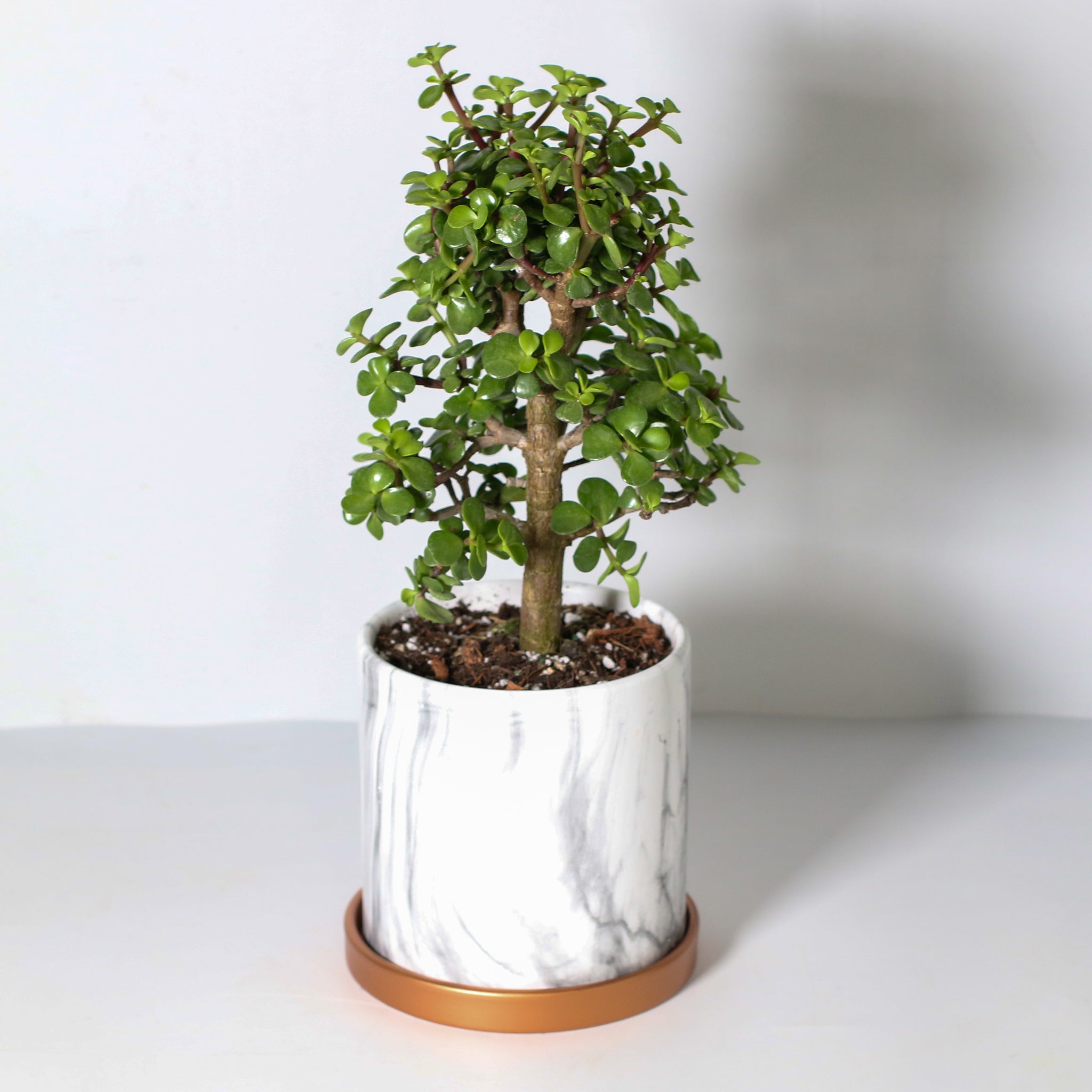 Glücks-Jade-Bonsai – Crassula ovata