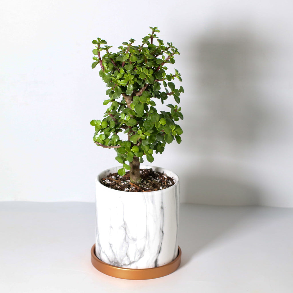 Glücks-Jade-Bonsai – Crassula ovata