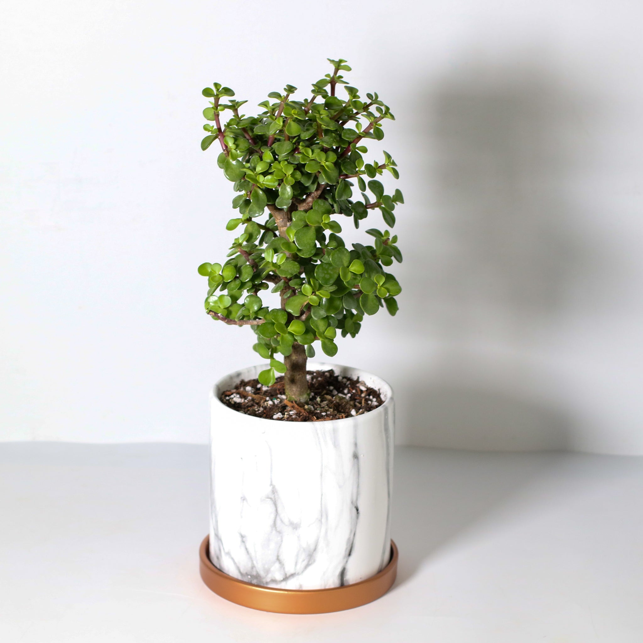 Glücks-Jade-Bonsai – Crassula ovata