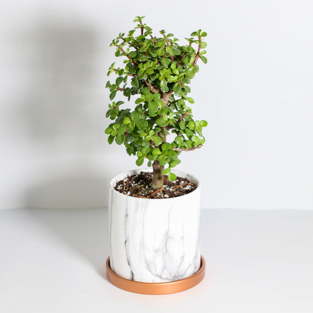 Glücks-Jade-Bonsai – Crassula ovata