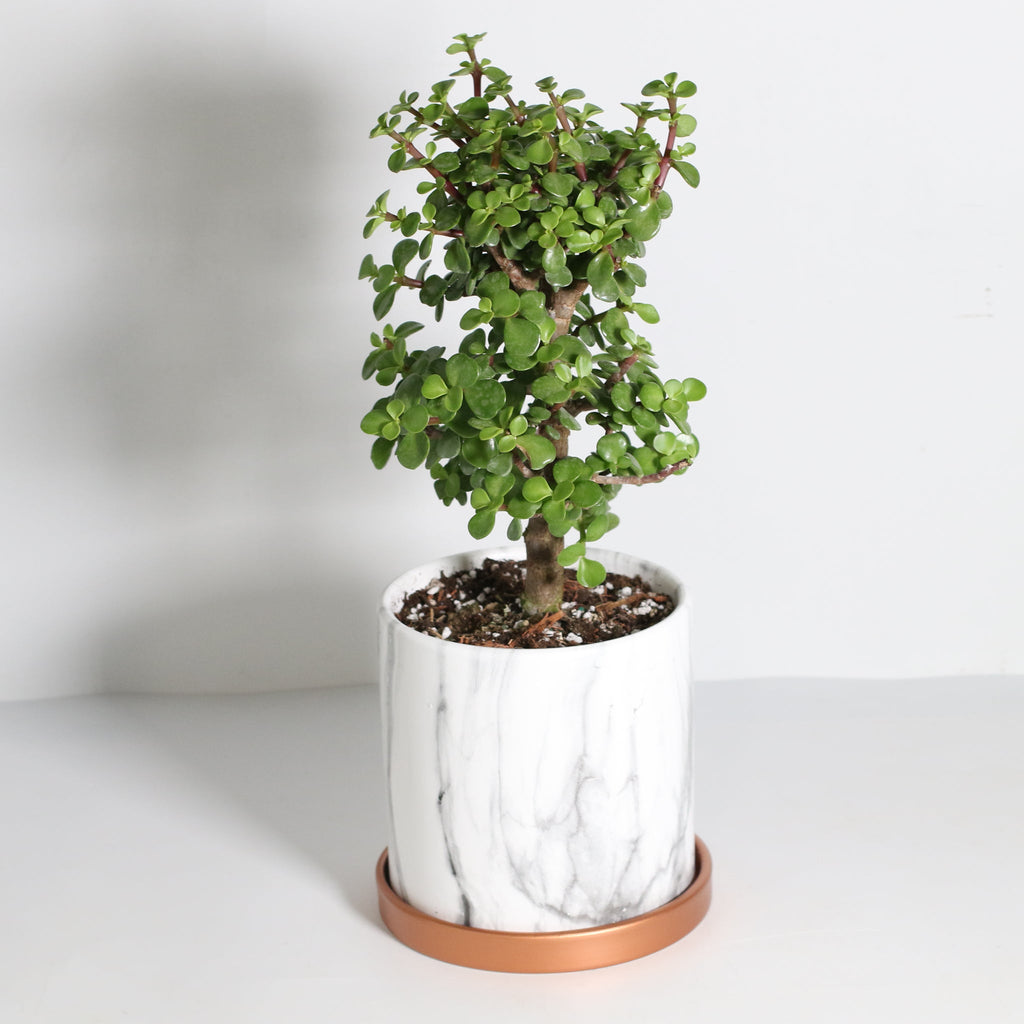 Glücks-Jade-Bonsai – Crassula ovata