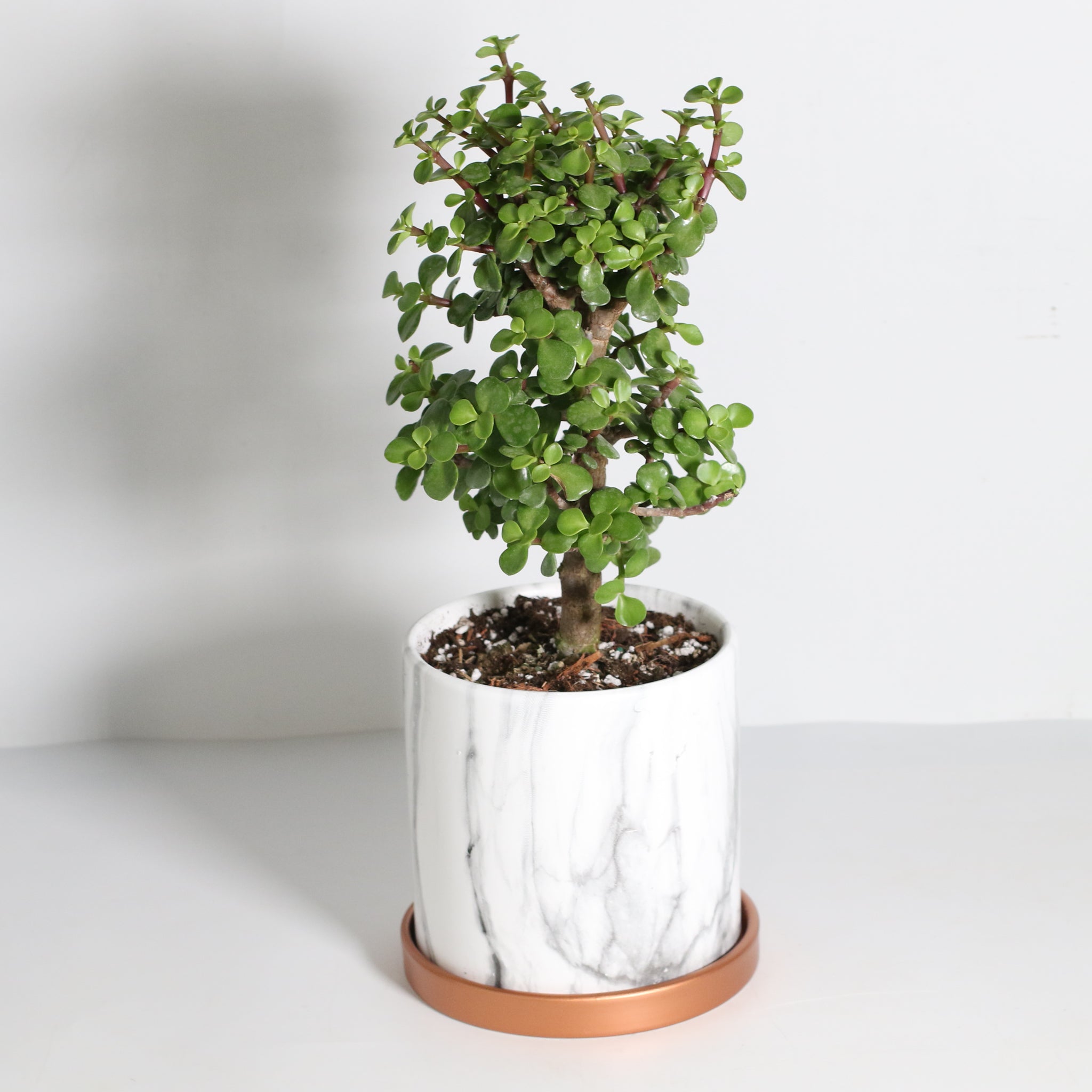Glücks-Jade-Bonsai – Crassula ovata