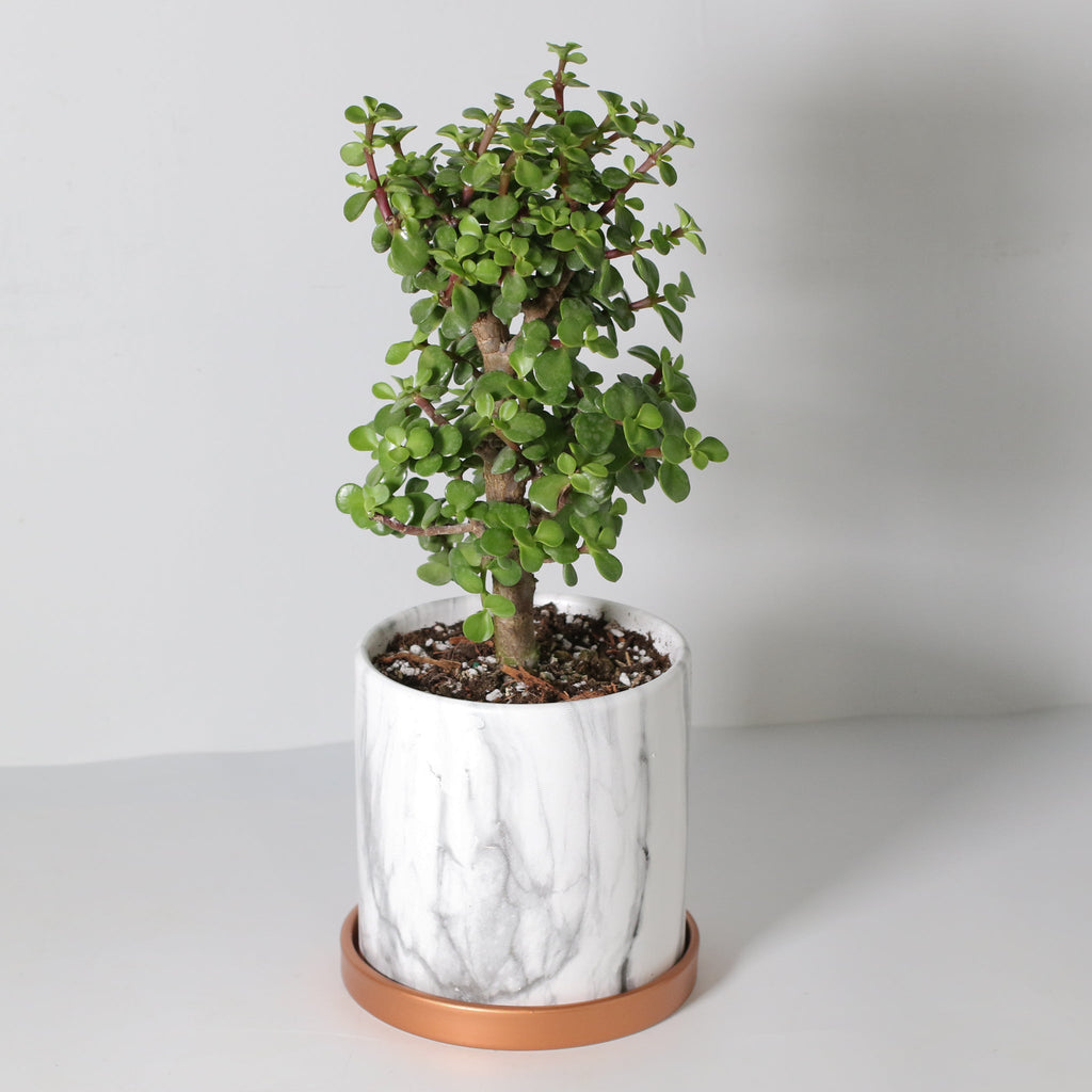 Glücks-Jade-Bonsai – Crassula ovata