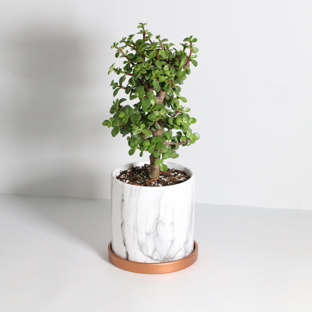 Glücks-Jade-Bonsai – Crassula ovata