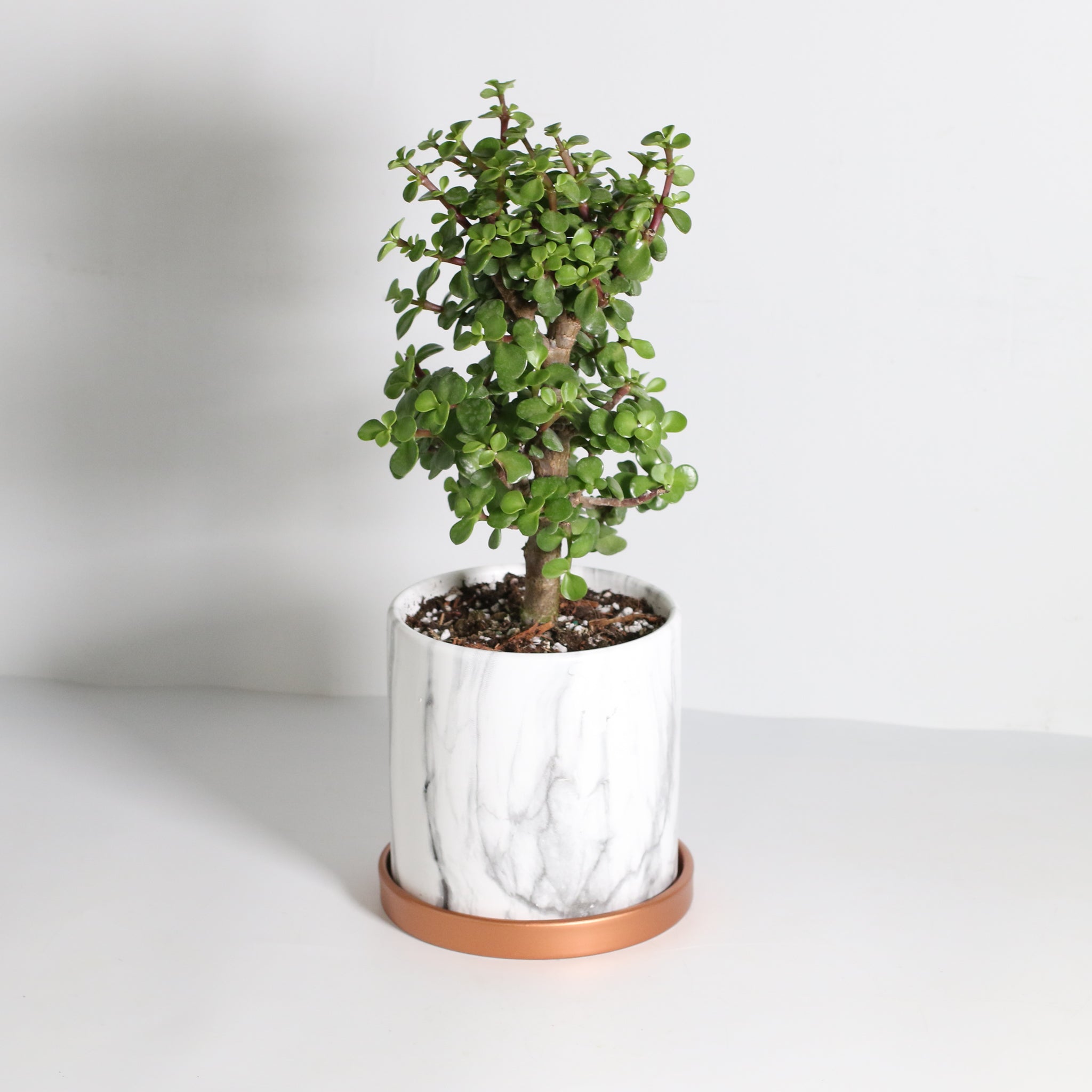 Glücks-Jade-Bonsai – Crassula ovata