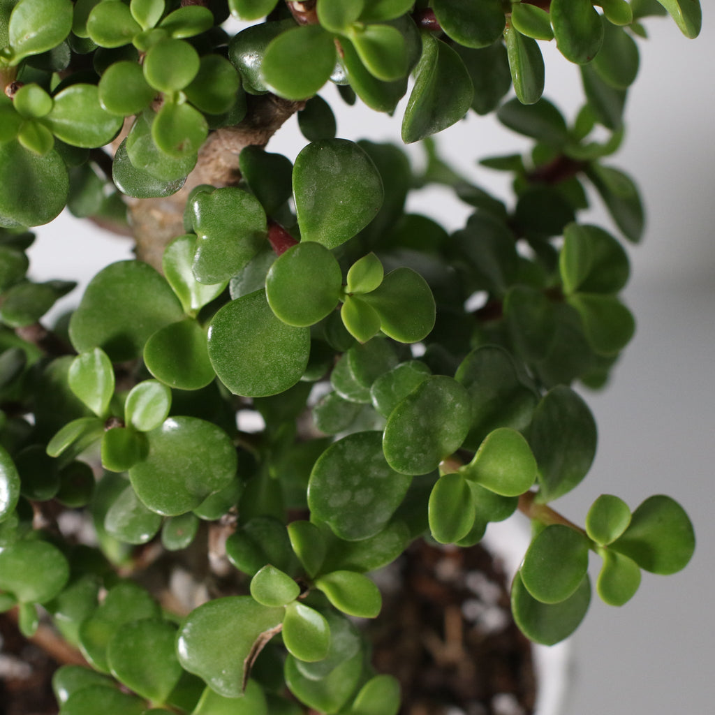 Glücks-Jade-Bonsai – Crassula ovata