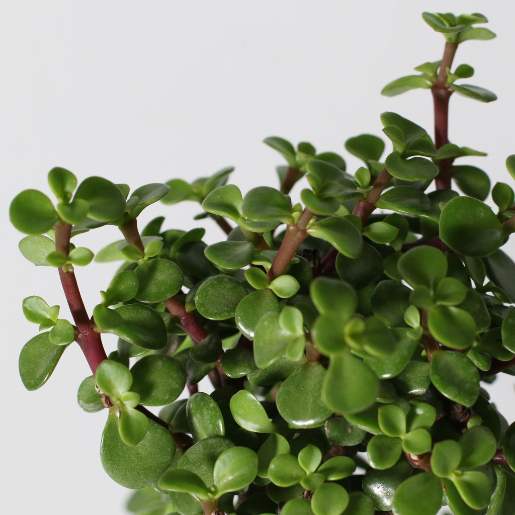 Glücks-Jade-Bonsai – Crassula ovata