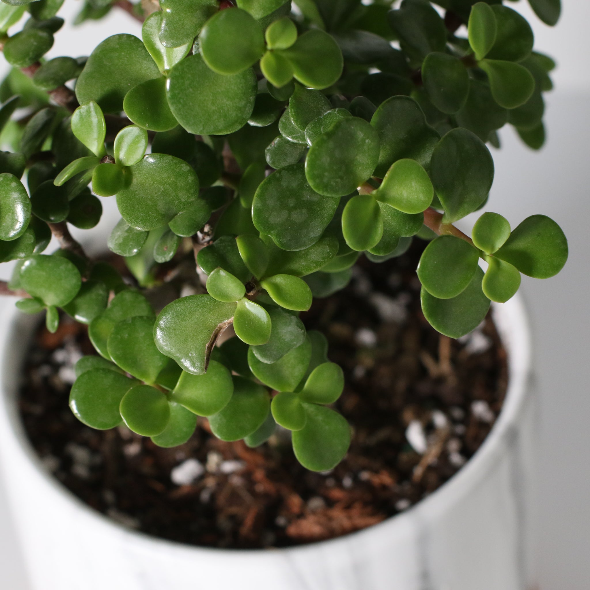 Glücks-Jade-Bonsai – Crassula ovata