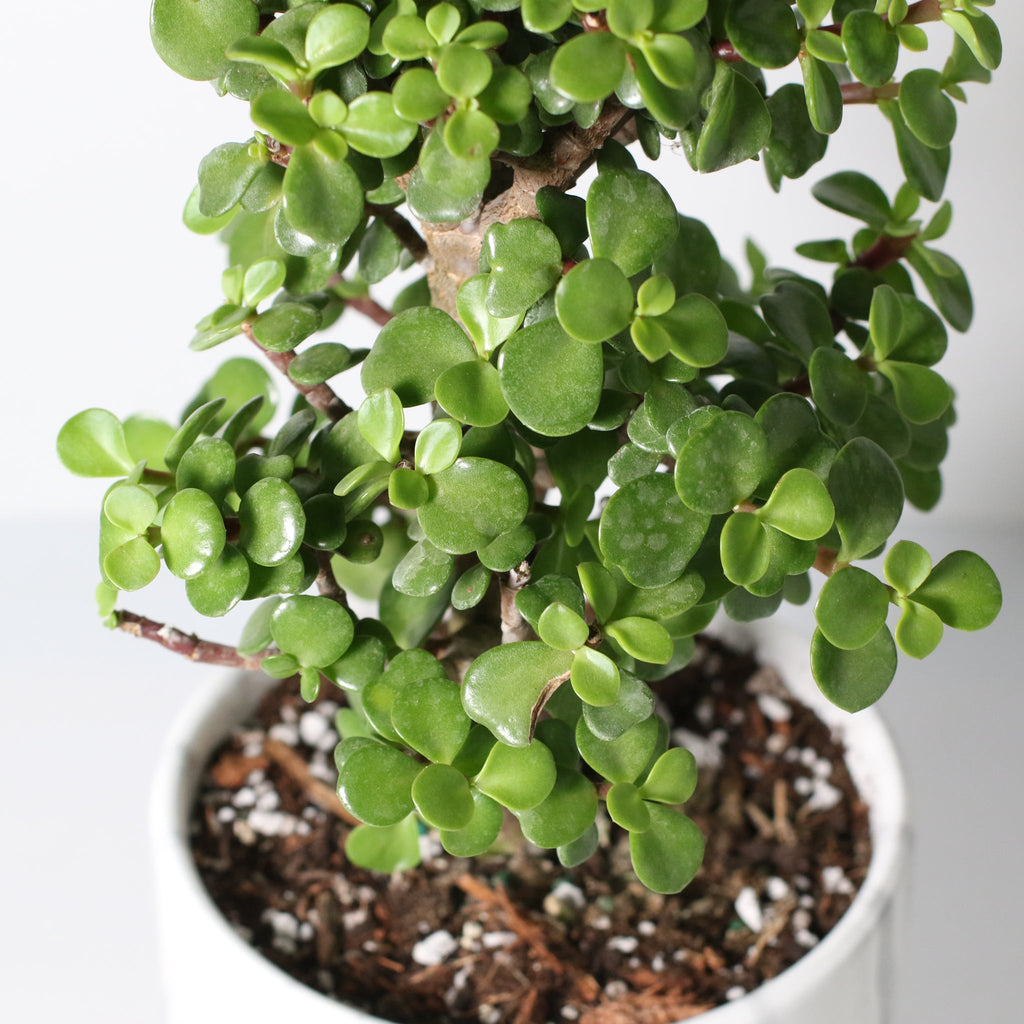 Glücks-Jade-Bonsai – Crassula ovata
