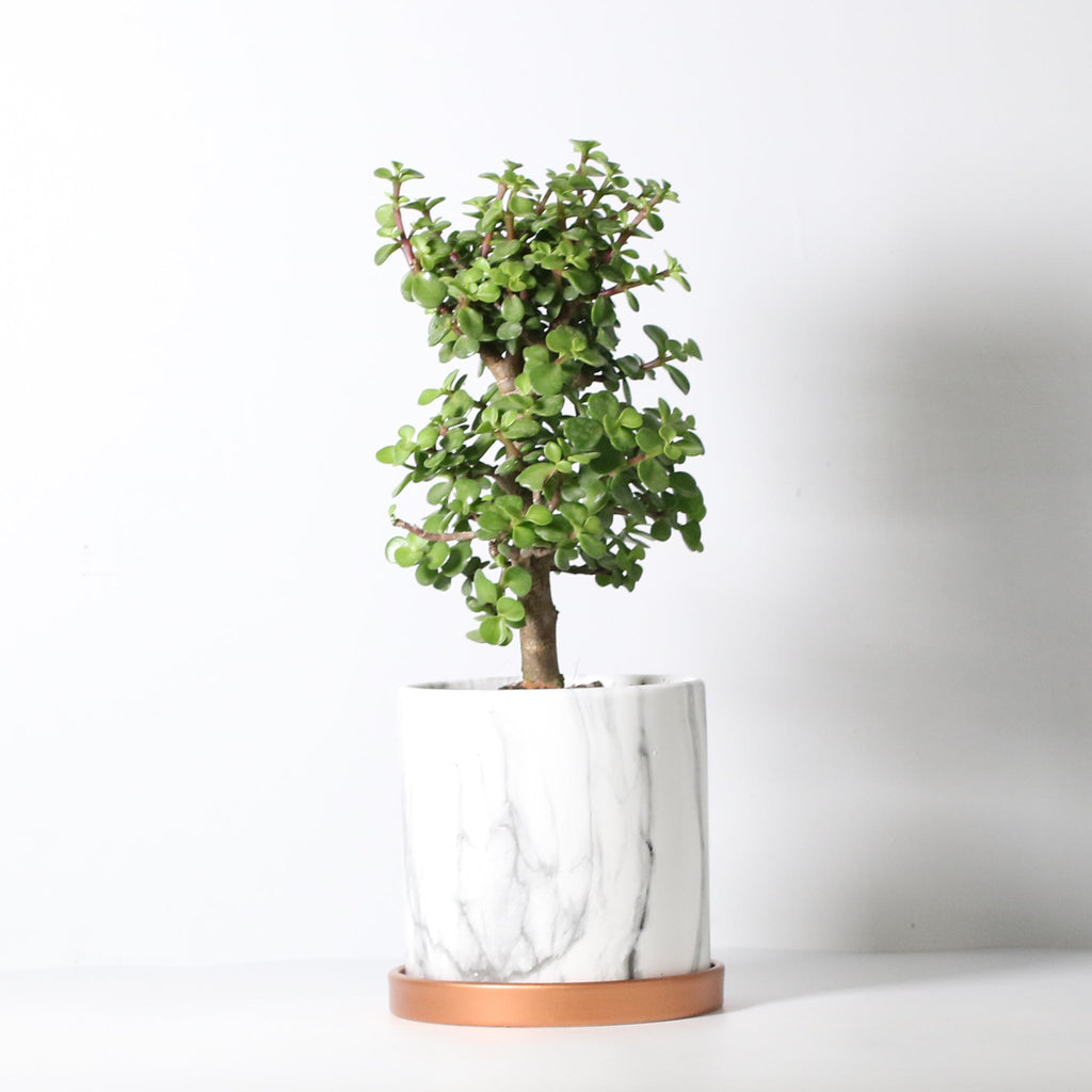 Glücks-Jade-Bonsai – Crassula ovata
