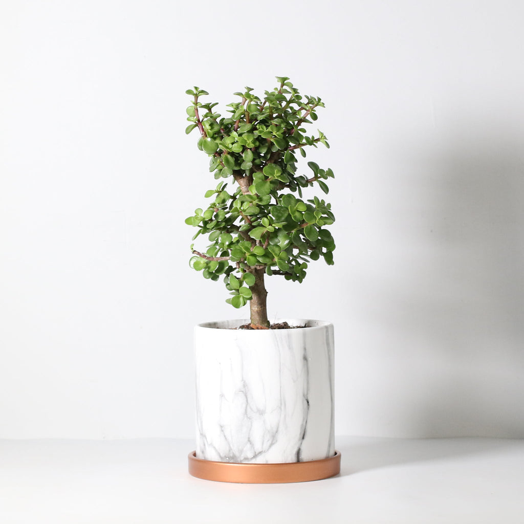Glücks-Jade-Bonsai – Crassula ovata