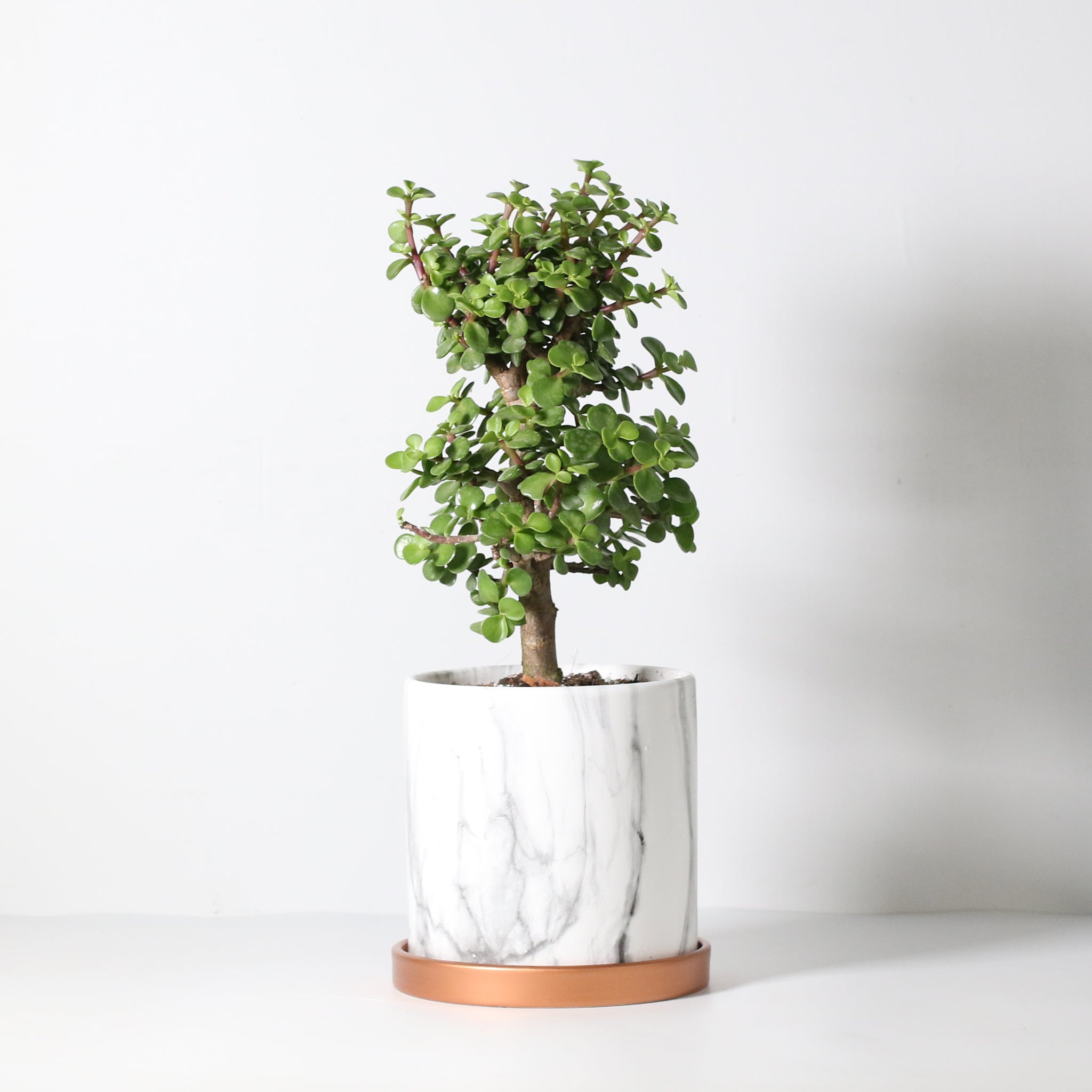 Glücks-Jade-Bonsai – Crassula ovata