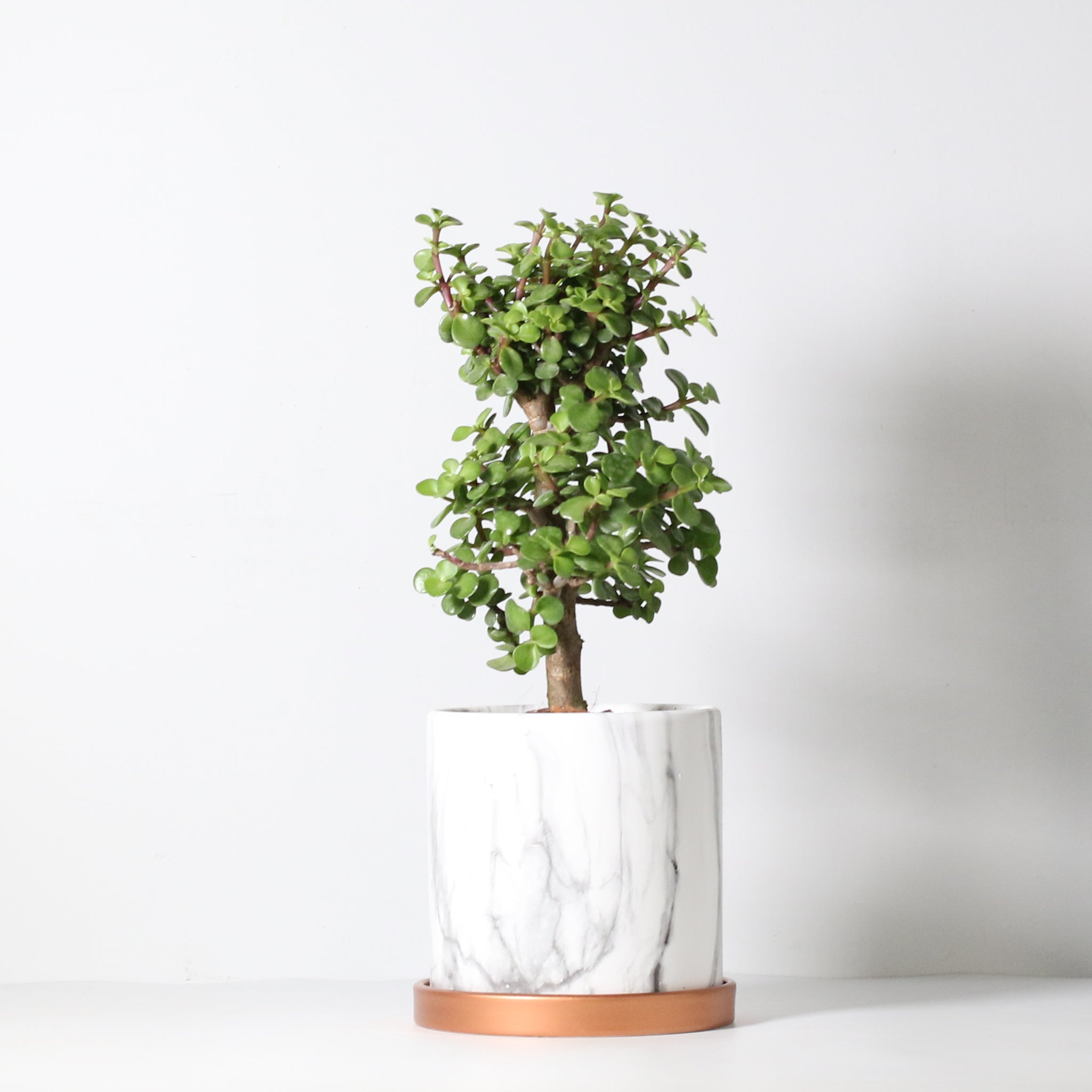Glücks-Jade-Bonsai – Crassula ovata
