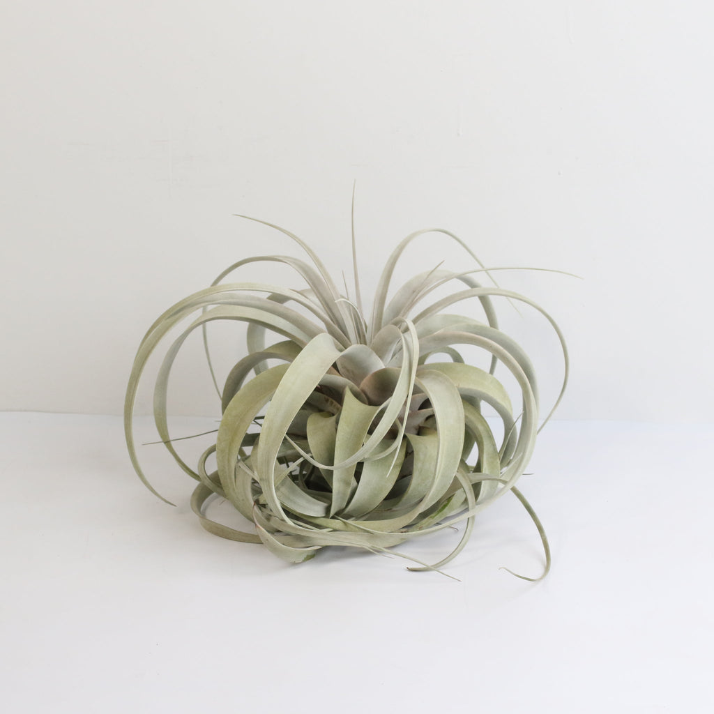 Tillandsia Xerographica – Luftpflanze
