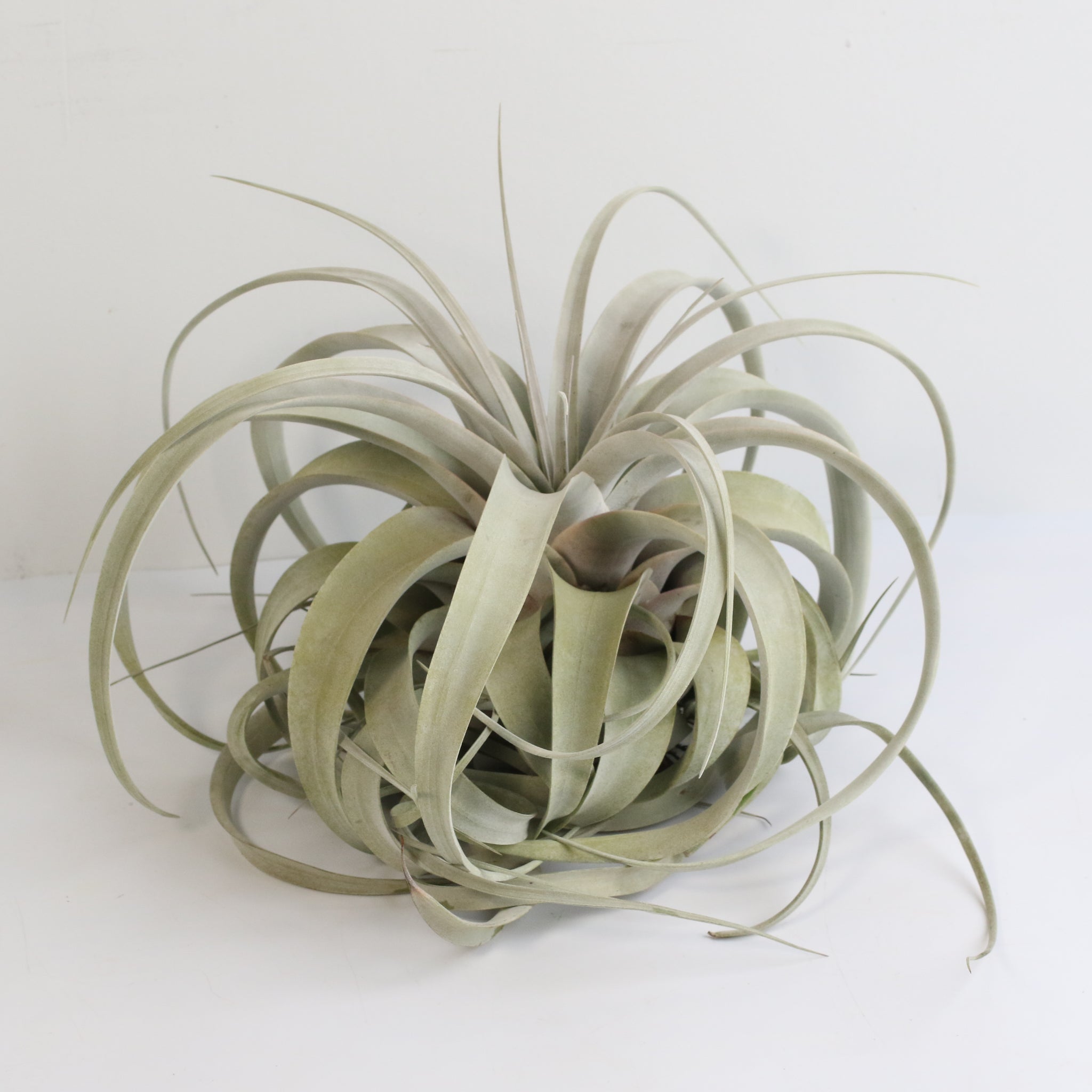 Tillandsia Xerographica – Luftpflanze