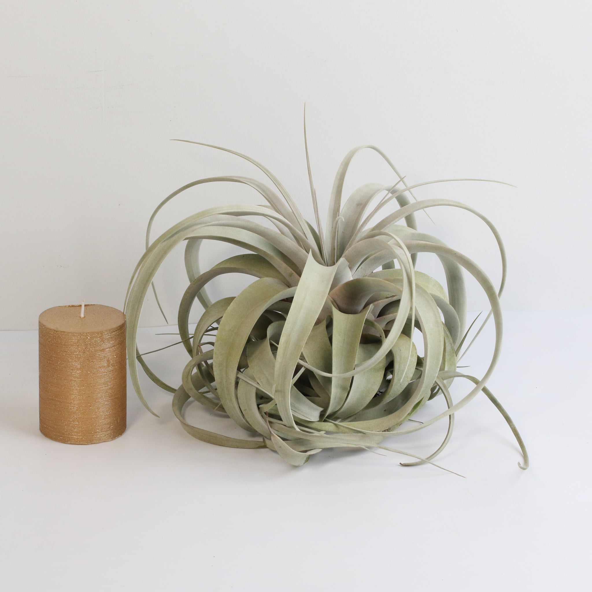 Tillandsia Xerographica – Luftpflanze