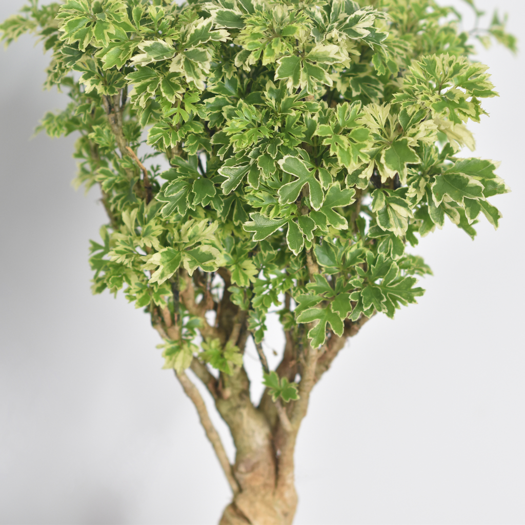 Ming-Aralie Schneeflocke - Polyscias fruticosa