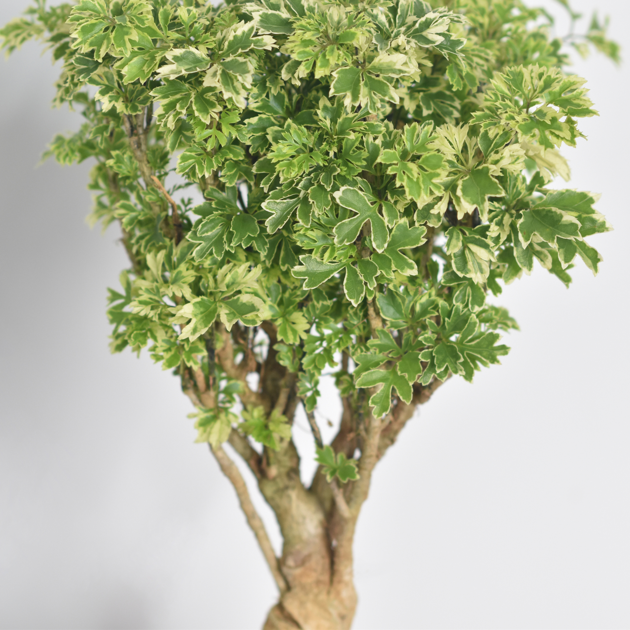 Ming-Aralie Schneeflocke - Polyscias fruticosa