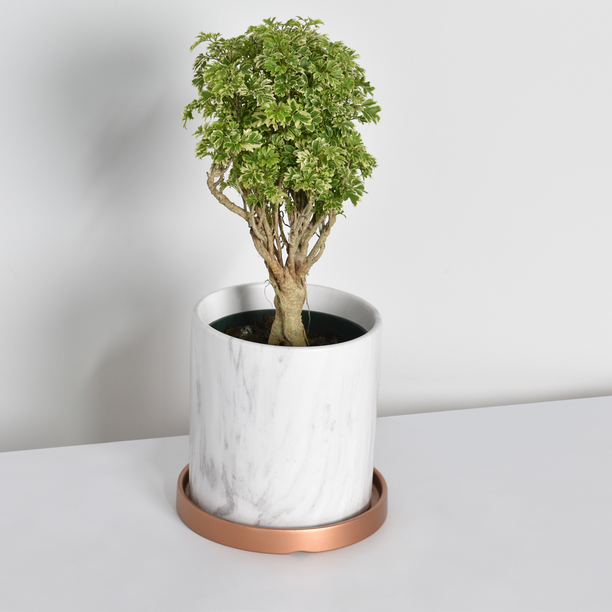 Ming-Aralie Schneeflocke - Polyscias fruticosa