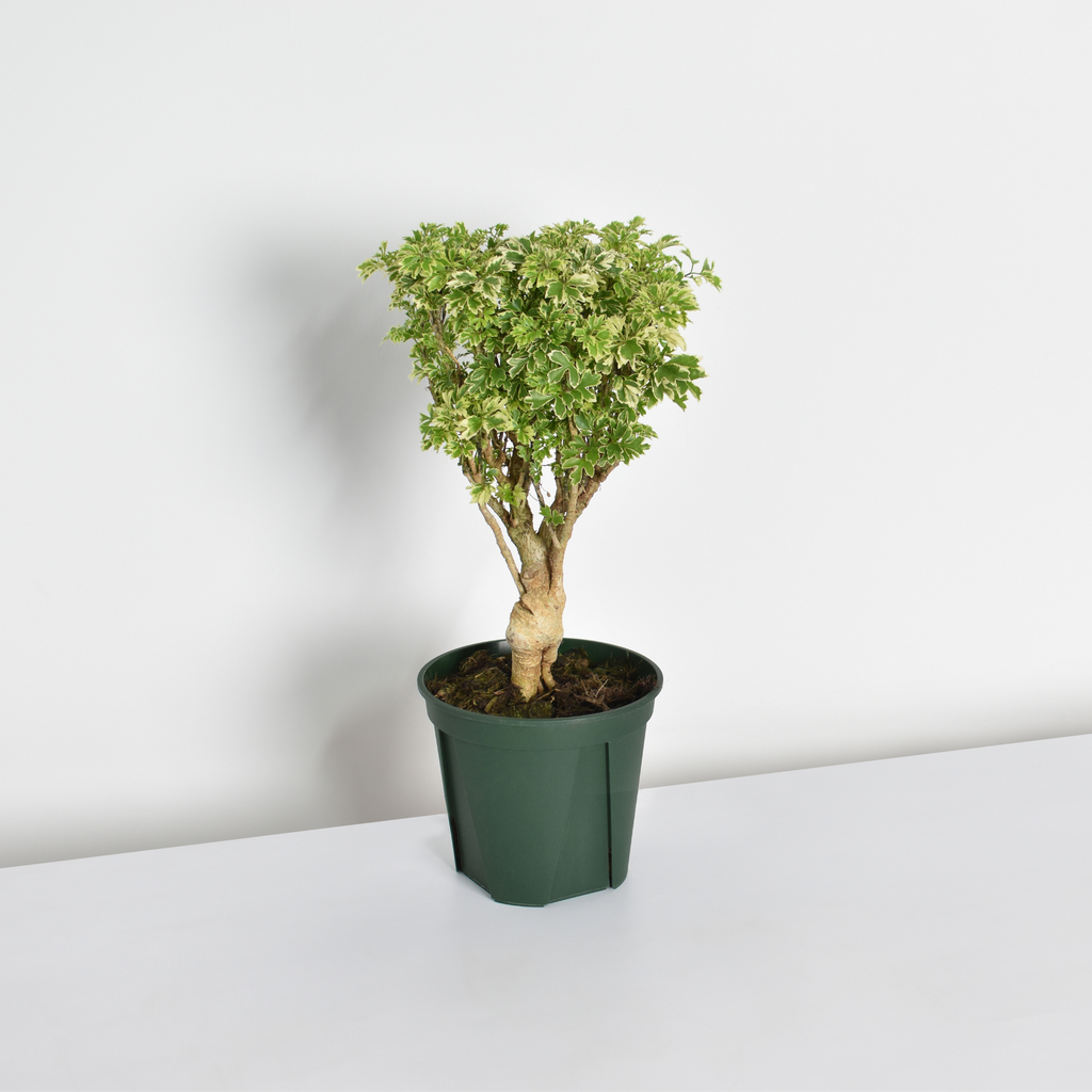 Ming-Aralie Schneeflocke - Polyscias fruticosa