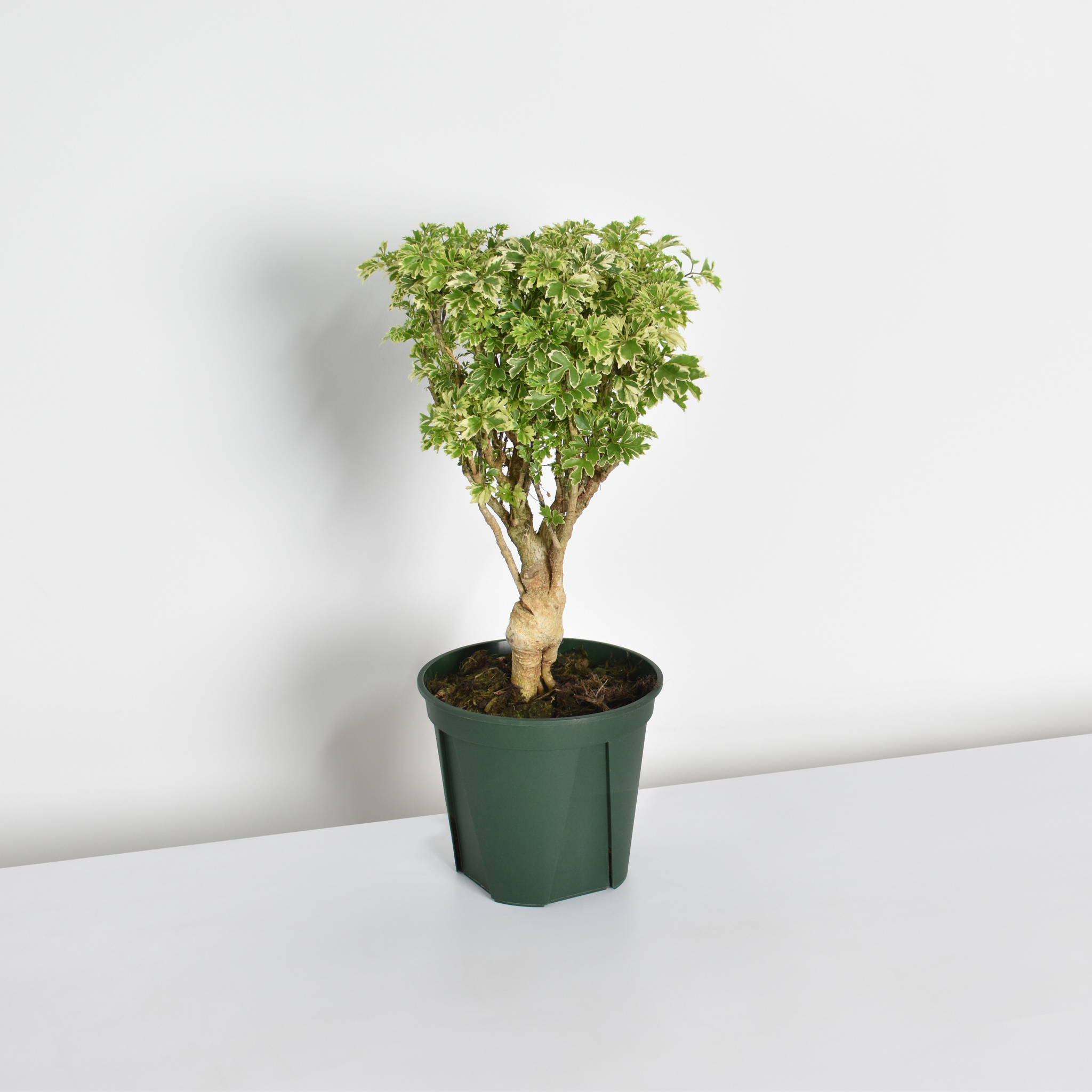 Ming-Aralie Schneeflocke - Polyscias fruticosa