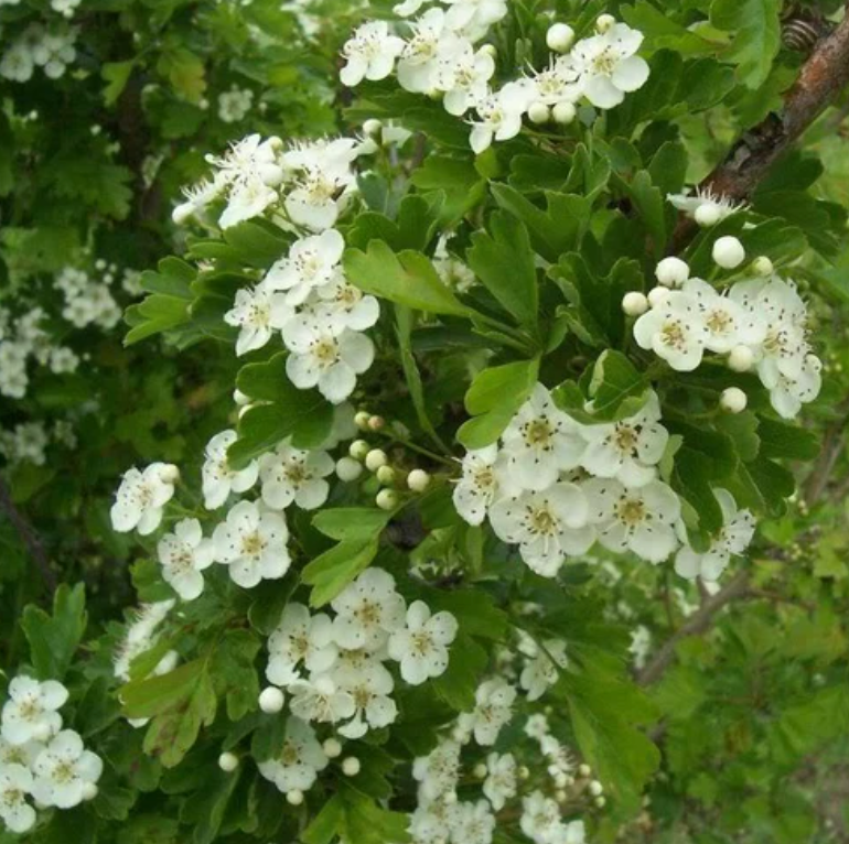 Maulbeere Dwarf Everbearing