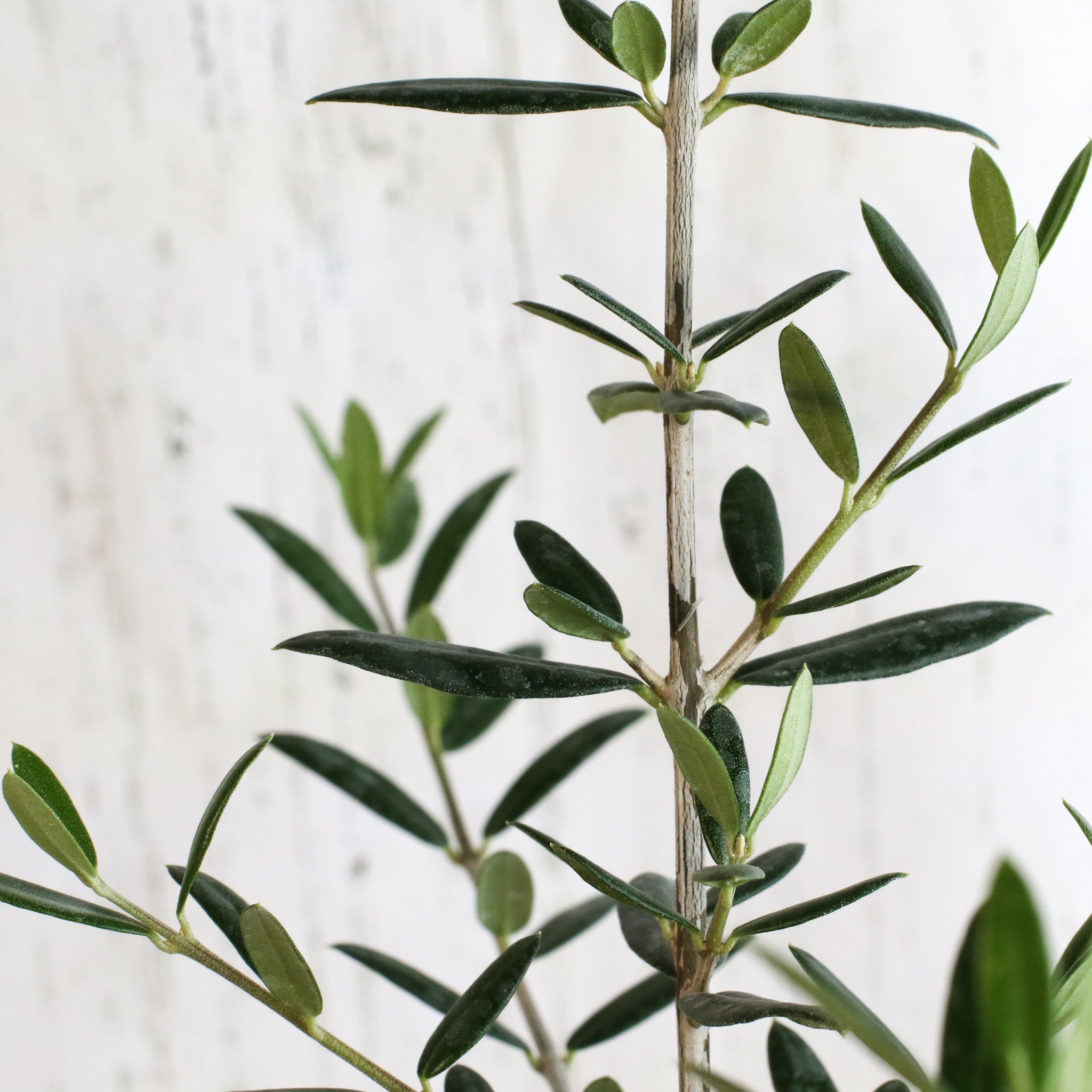 Olivenbaum Arbequina