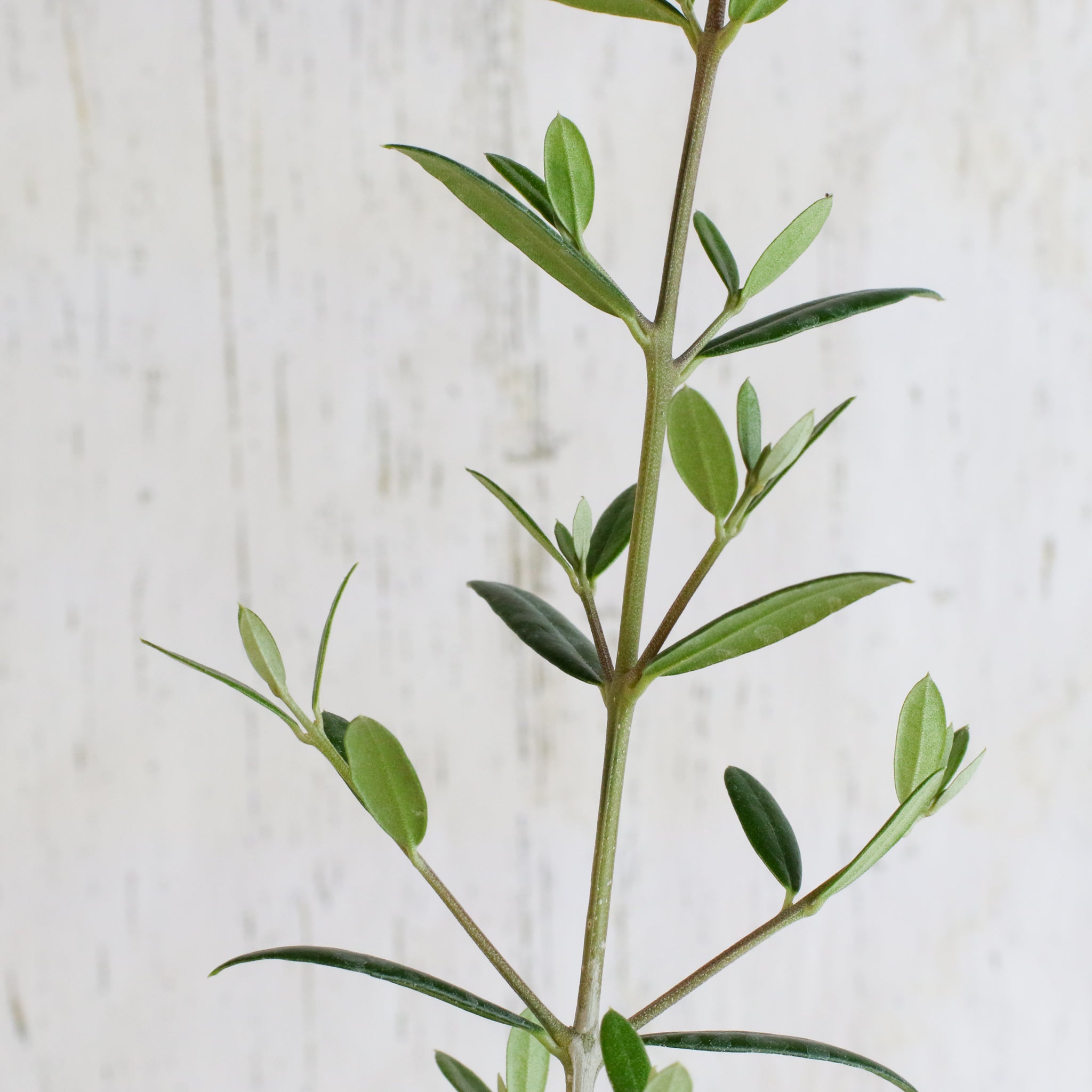 Olivenbaum Arbequina