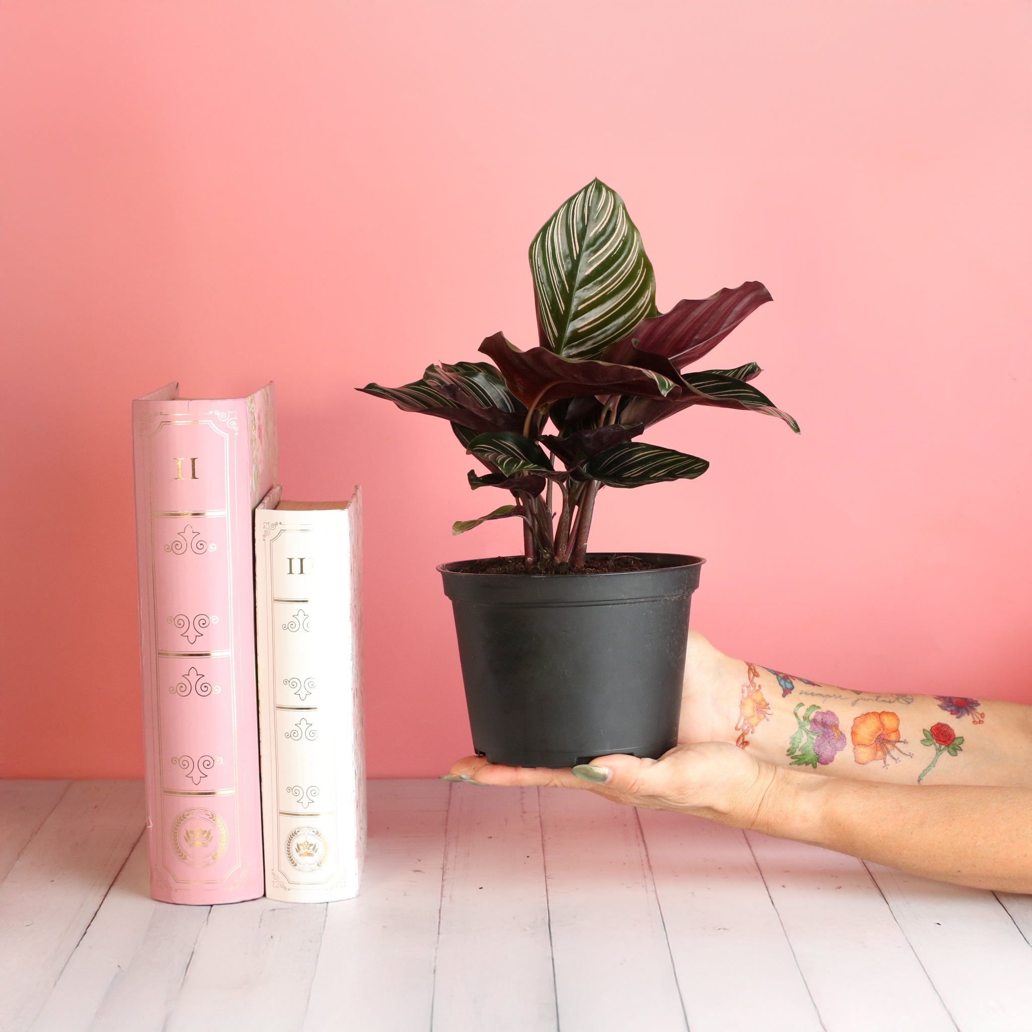 Calathea Pink Pinstripe (Ornata) – Gebetspflanze