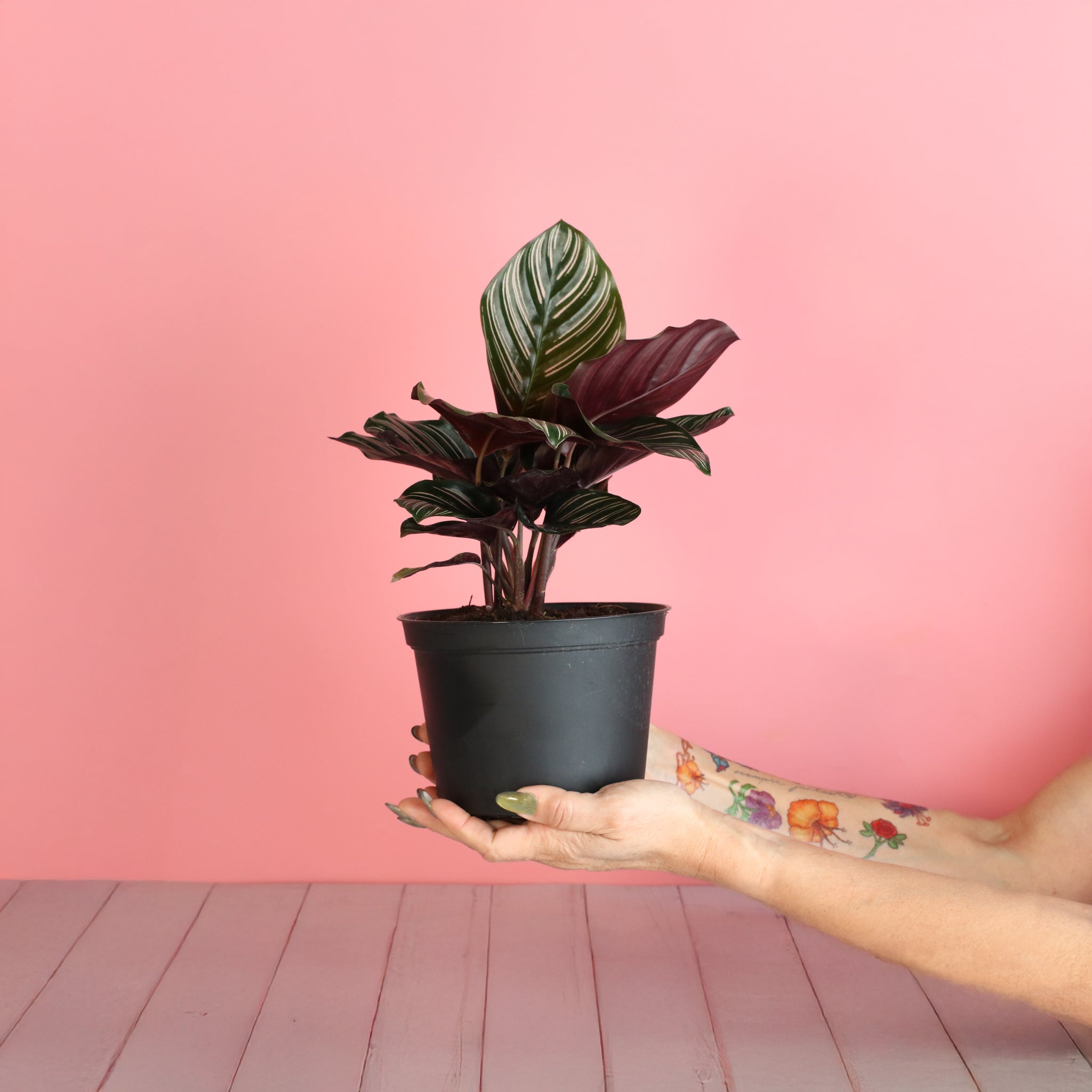 Calathea Pink Pinstripe (Ornata) – Gebetspflanze