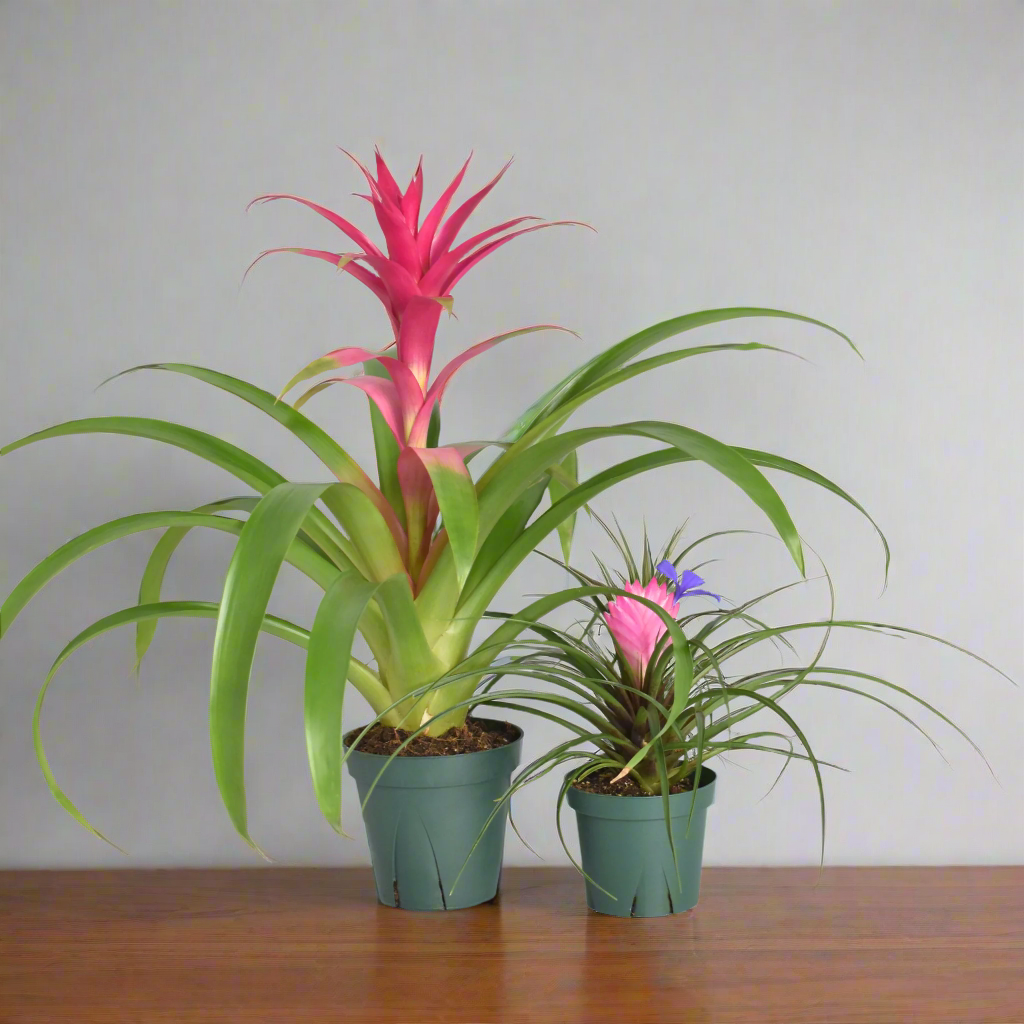 Rosa Zimmerpflanzen-Bundle – Guzmania & Tillandsia