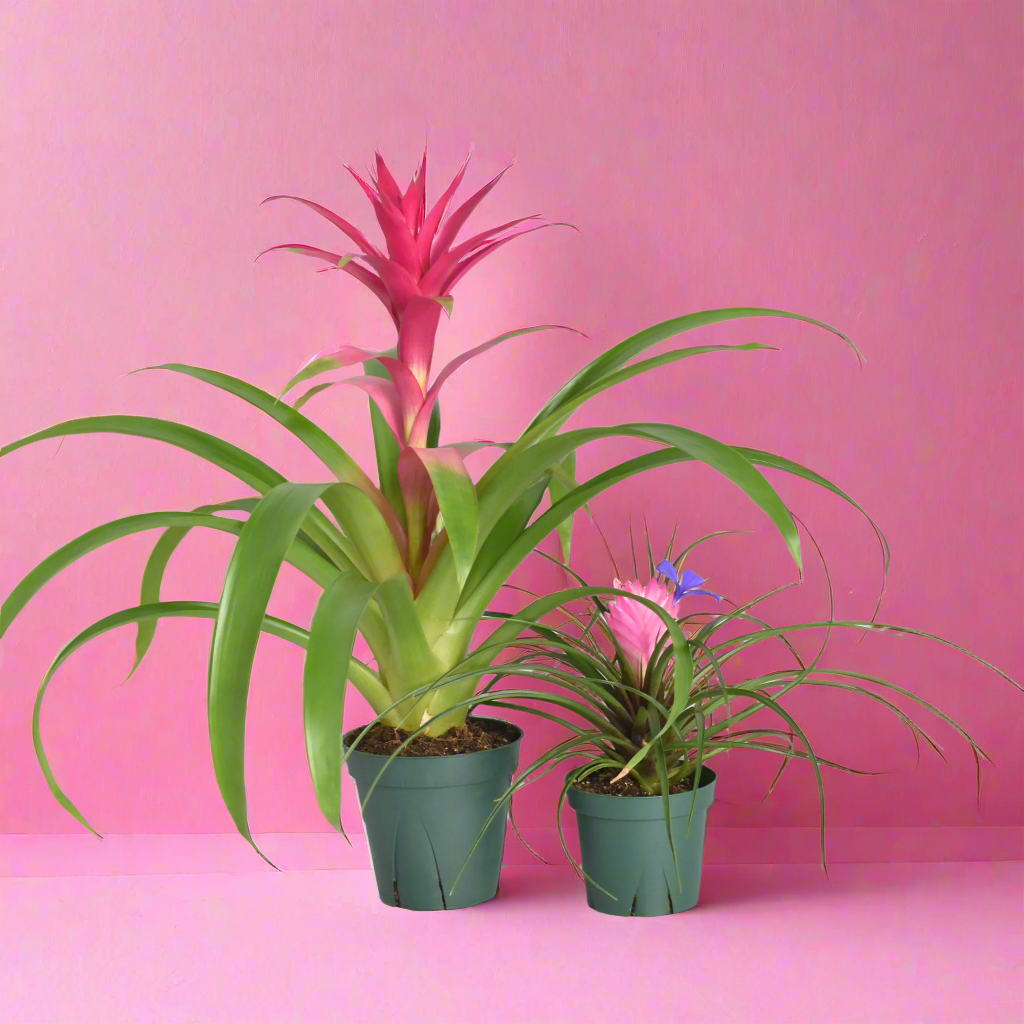 Rosa Zimmerpflanzen-Bundle – Guzmania & Tillandsia