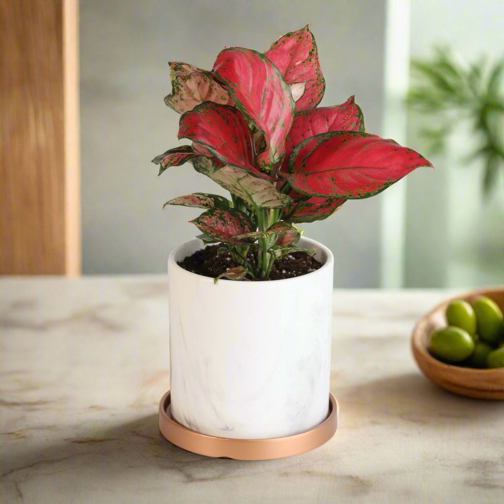 Aglaonema „Wishes“ – Pinkfarbene Pflanze