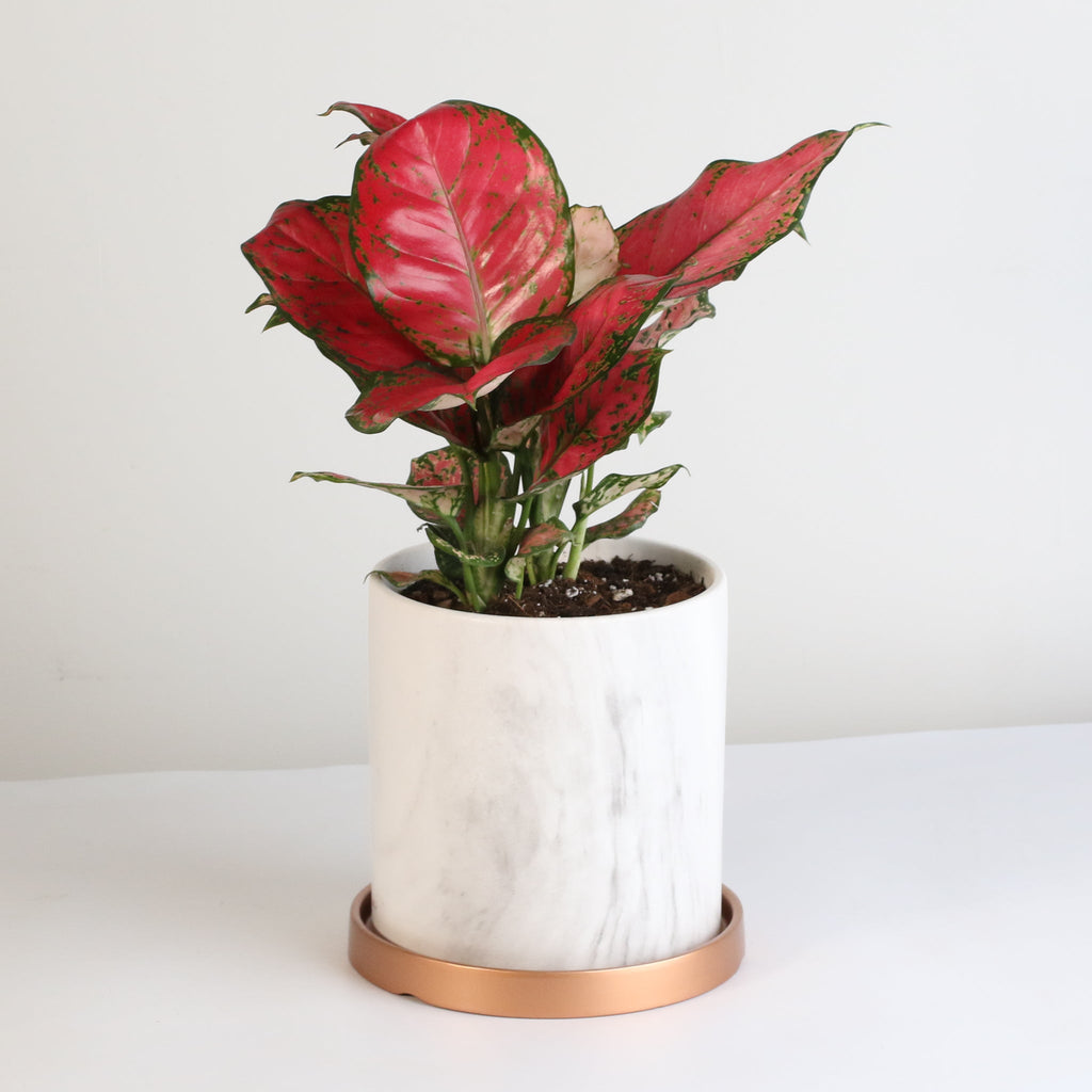 Aglaonema „Wishes“ – Pinkfarbene Pflanze