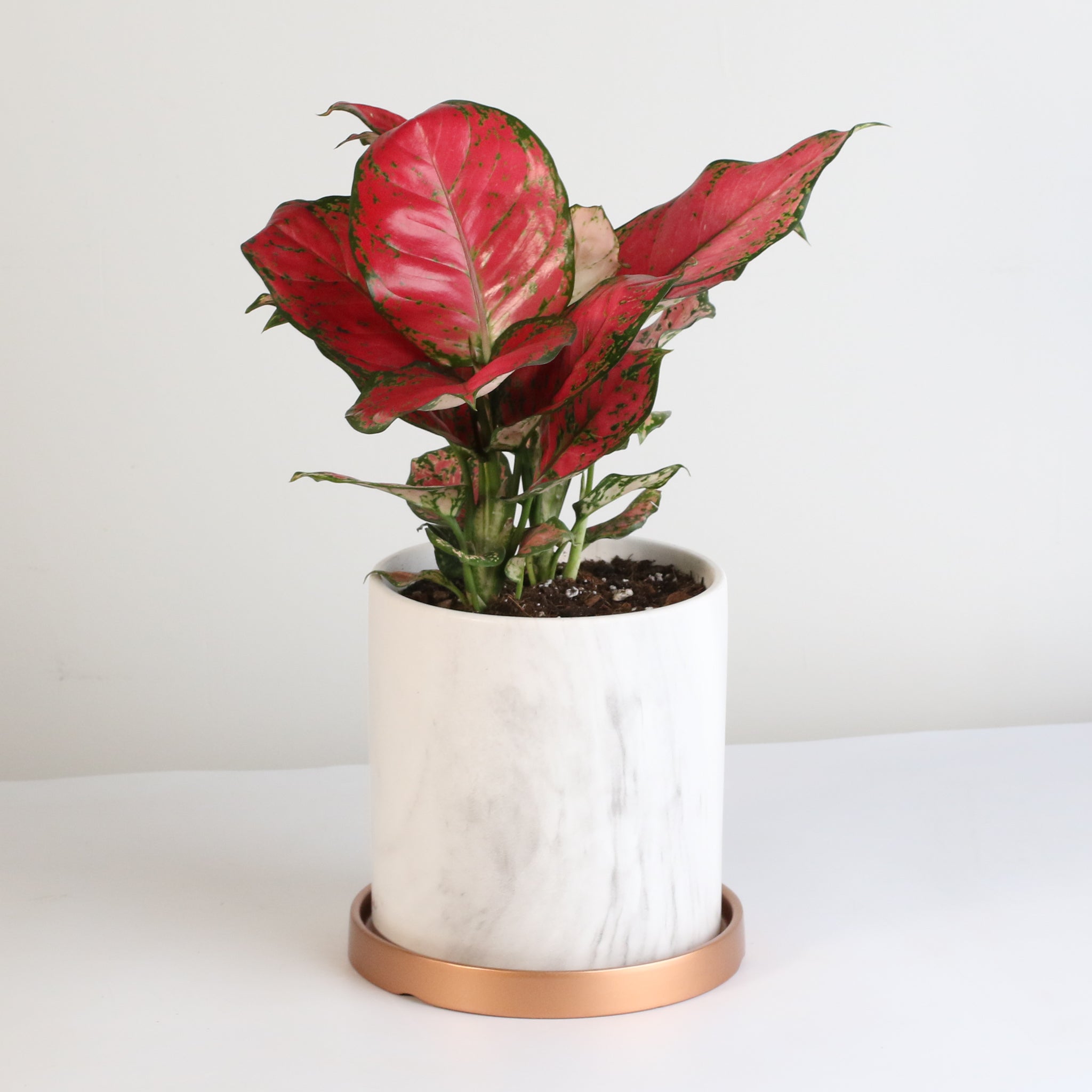 Aglaonema „Wishes“ – Pinkfarbene Pflanze