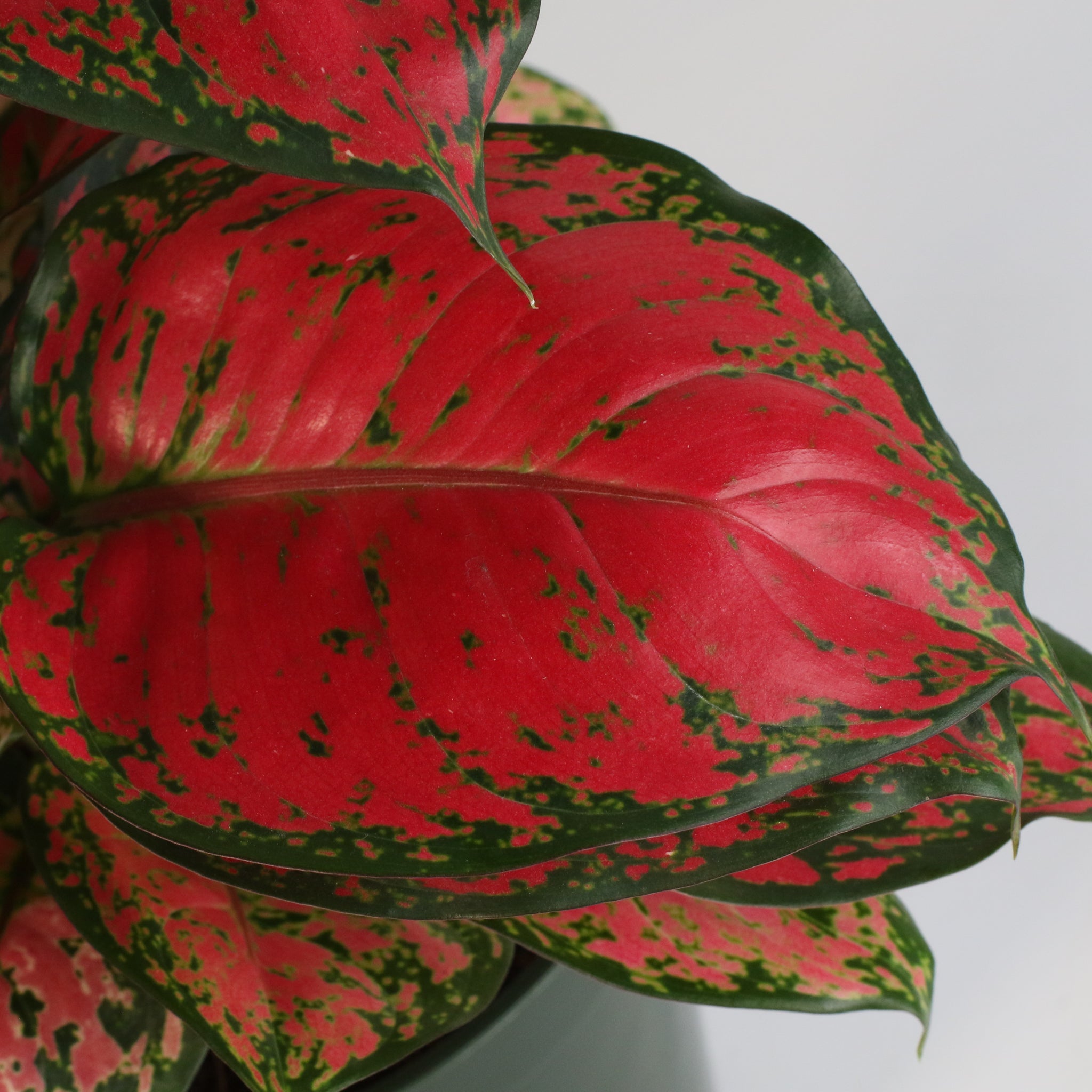 Aglaonema „Wishes“ – Pinkfarbene Pflanze