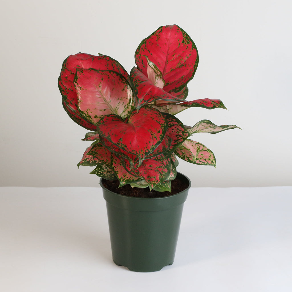 Aglaonema „Wishes“ – Pinkfarbene Pflanze
