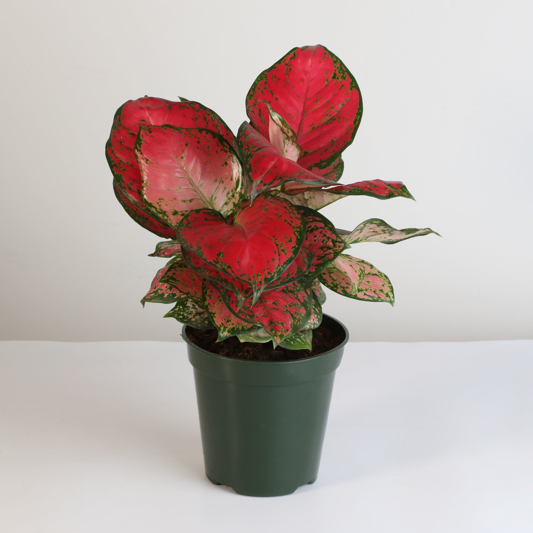 Aglaonema „Wishes“ – Pinkfarbene Pflanze