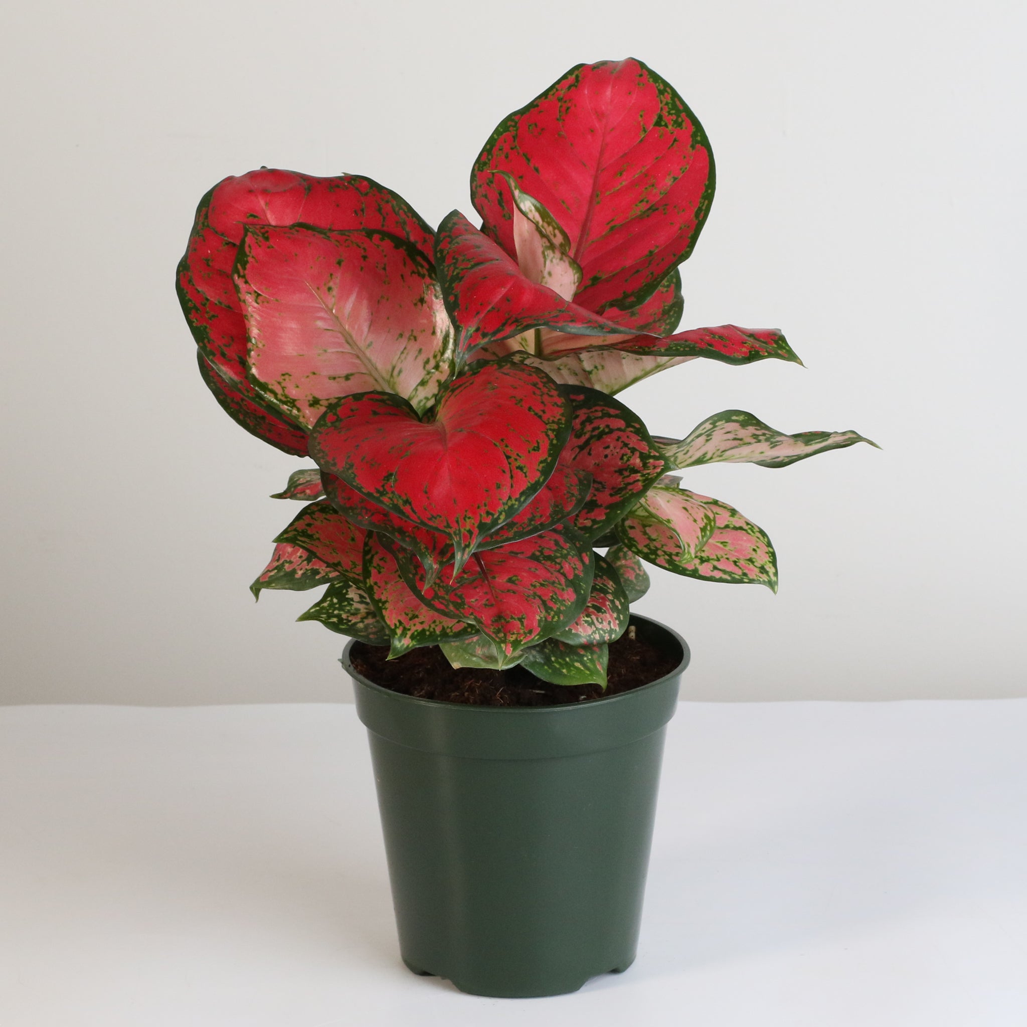 Aglaonema „Wishes“ – Pinkfarbene Pflanze