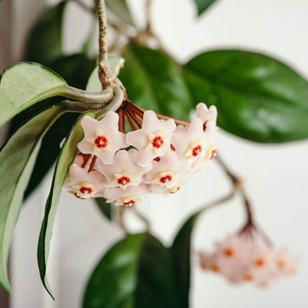 Hoya Carnosa